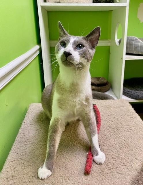 Growler, a ADOPTABLE Domestic Short Hair in Memphis, TN image 3/4