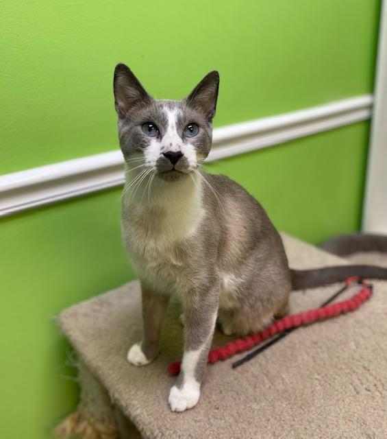 Growler, ADOPTABLE, Adult Male Domestic Short Hair.