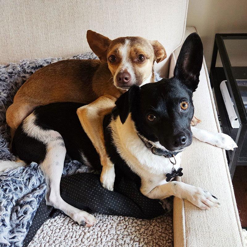 Miles (VA), Adoptable, Adult Male Rat Terrier & Chihuahua.