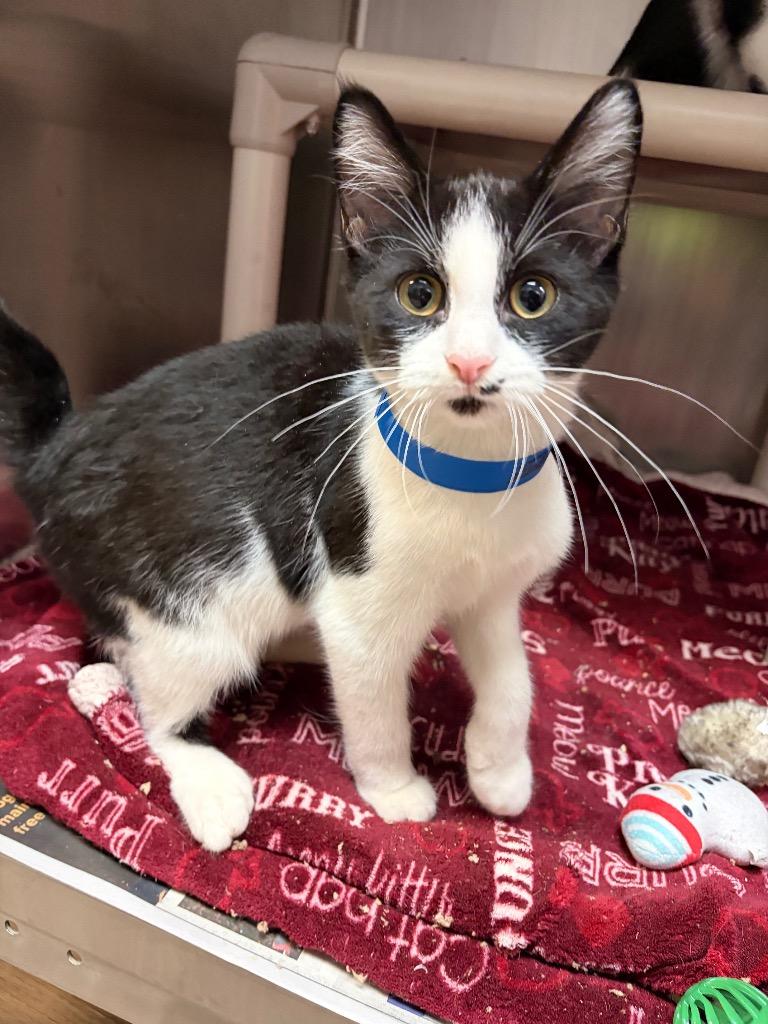 Enlarge Eddie Money, a Adoptable mixed breed in Detroit, MI image 2/3