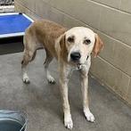 Guinevere, Adoptable, Adult Female Mixed Breed.