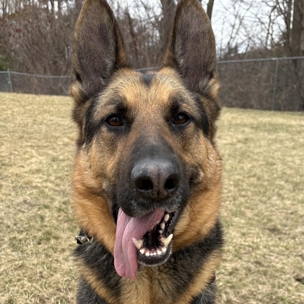 Enlarge Floki, a Adoptable German Shepherd Dog in South Burlington, VT image 2/4