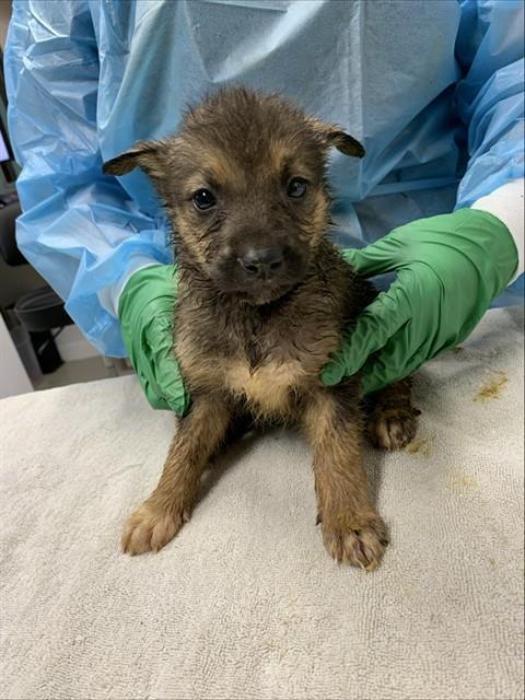 HARPER, Adoptable, Puppy Female Husky.