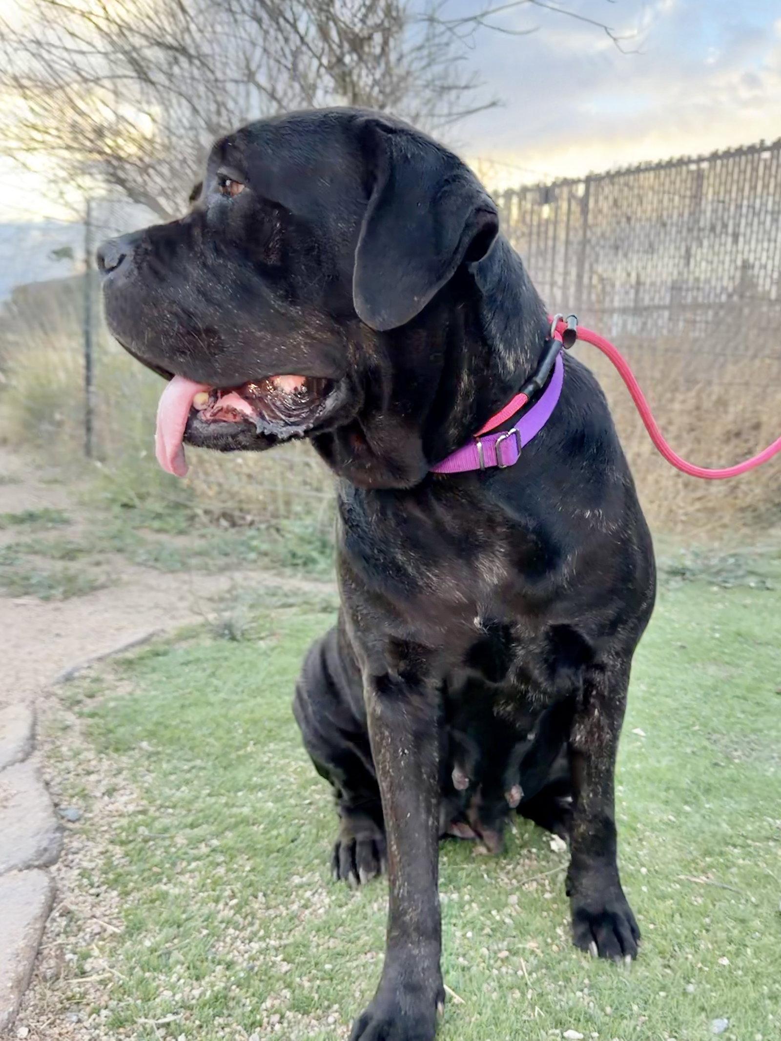 Duchess - I was adopted, Adoptable, Young Female Cane Corso.
