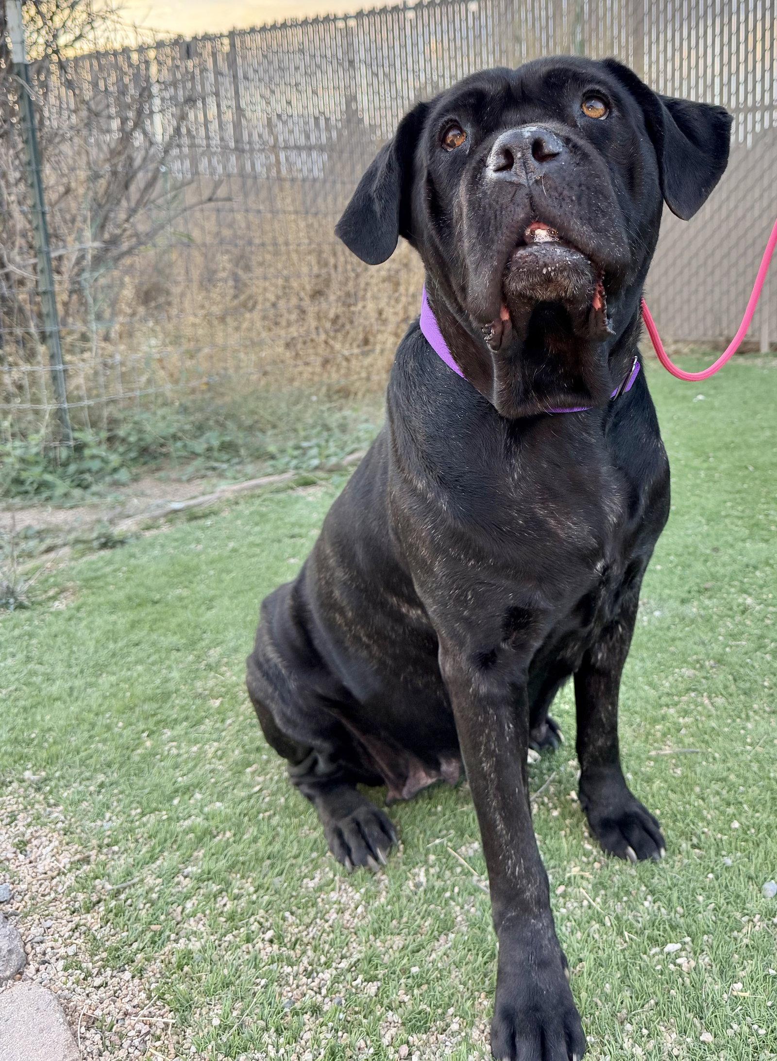 Enlarge Duchess - I was adopted, a Adoptable Cane Corso in Glendale, AZ image 2/2
