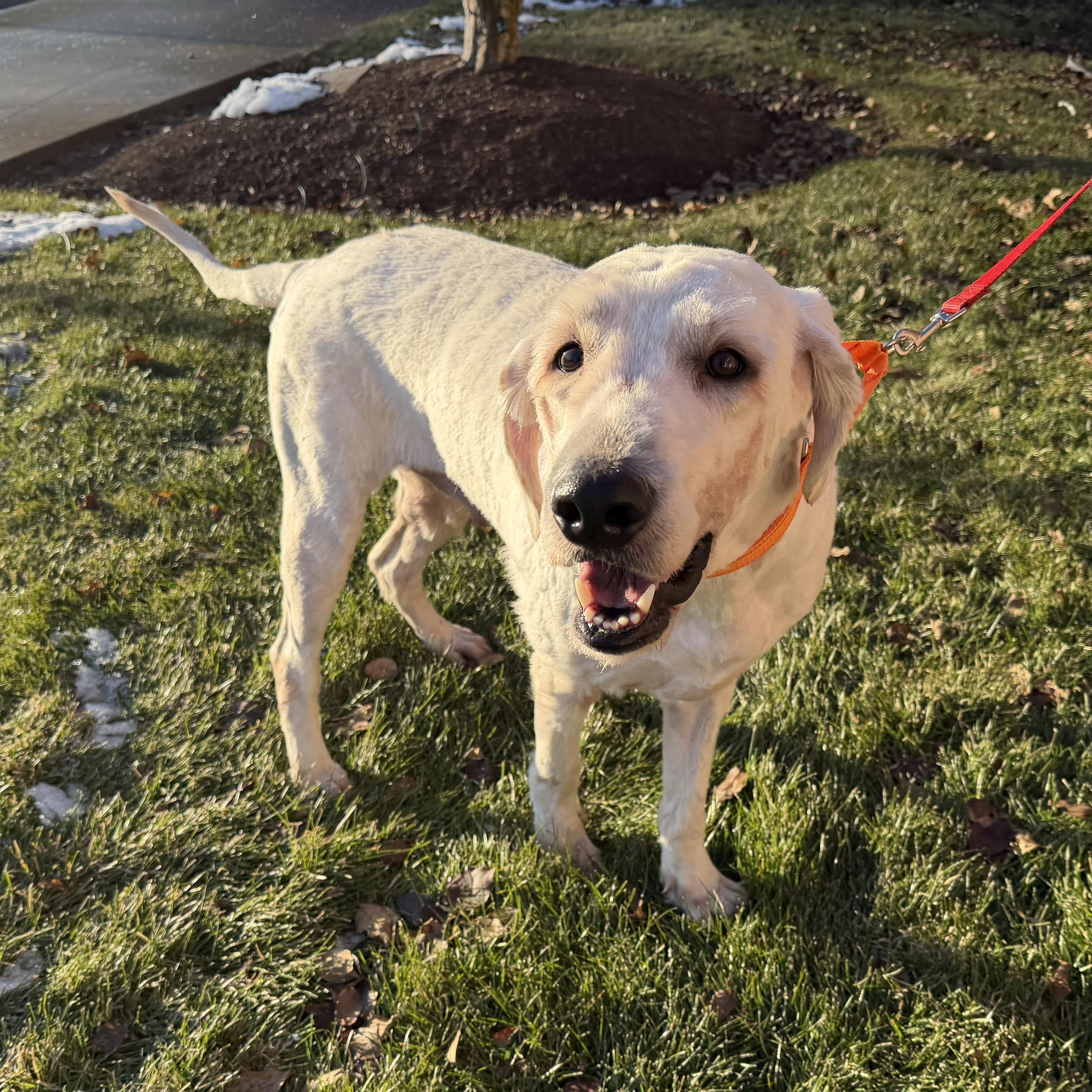 Enlarge Shaggy , a ADOPTABLE mixed breed image 1/6