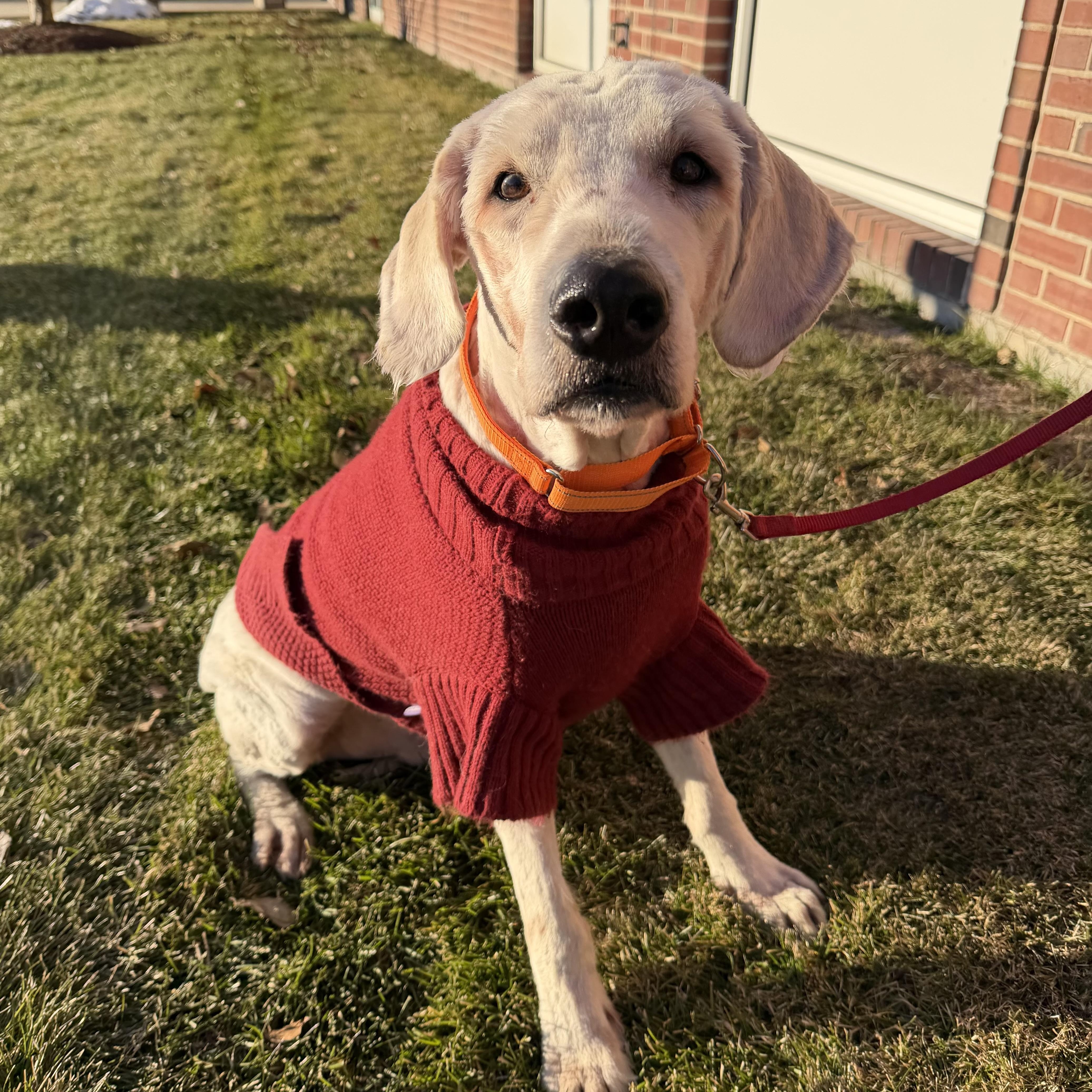 Enlarge Shaggy , a ADOPTABLE mixed breed image 2/6