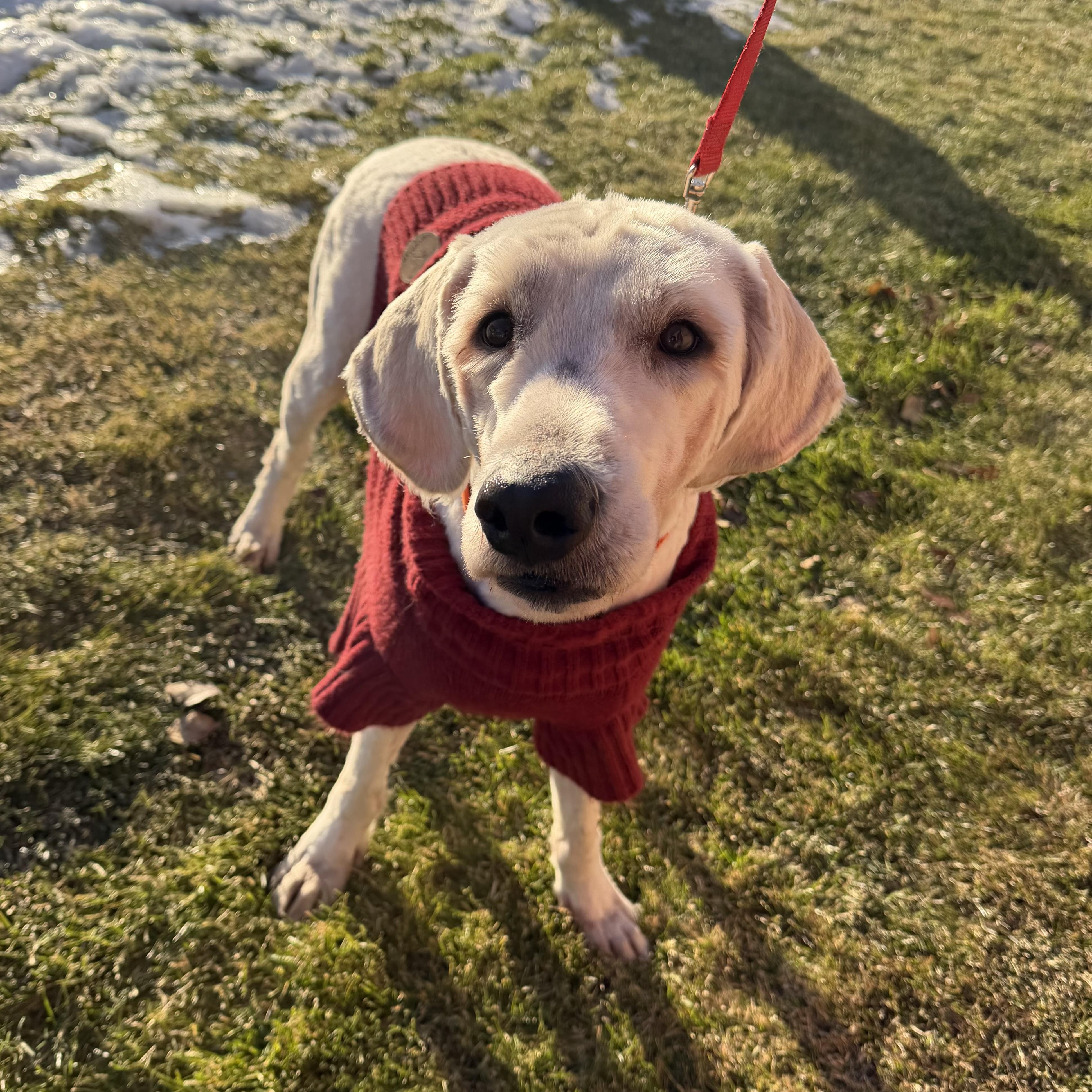 Enlarge Shaggy , a ADOPTABLE mixed breed image 3/6