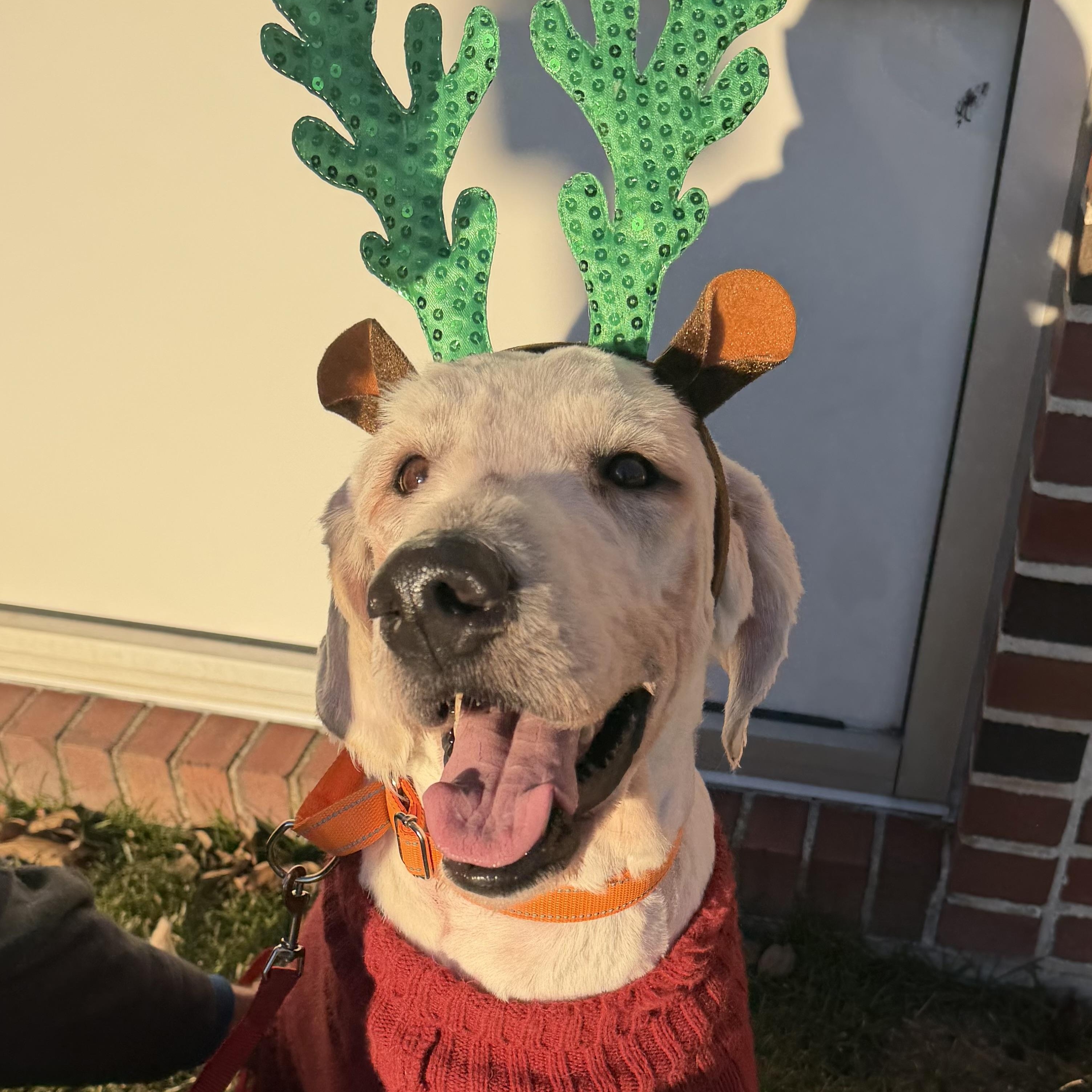 Enlarge Shaggy , a ADOPTABLE mixed breed image 4/6