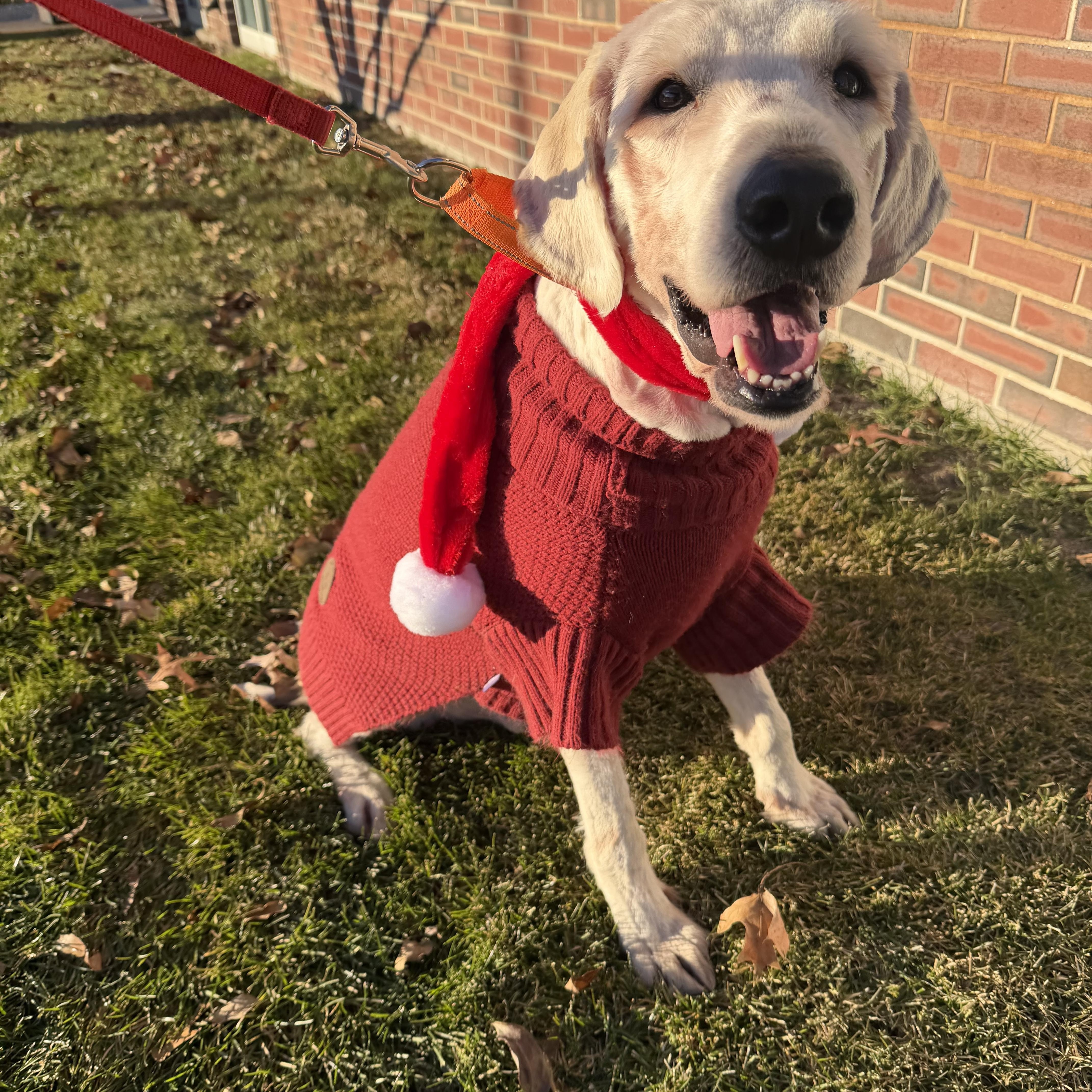 Enlarge Shaggy , a ADOPTABLE mixed breed image 5/6