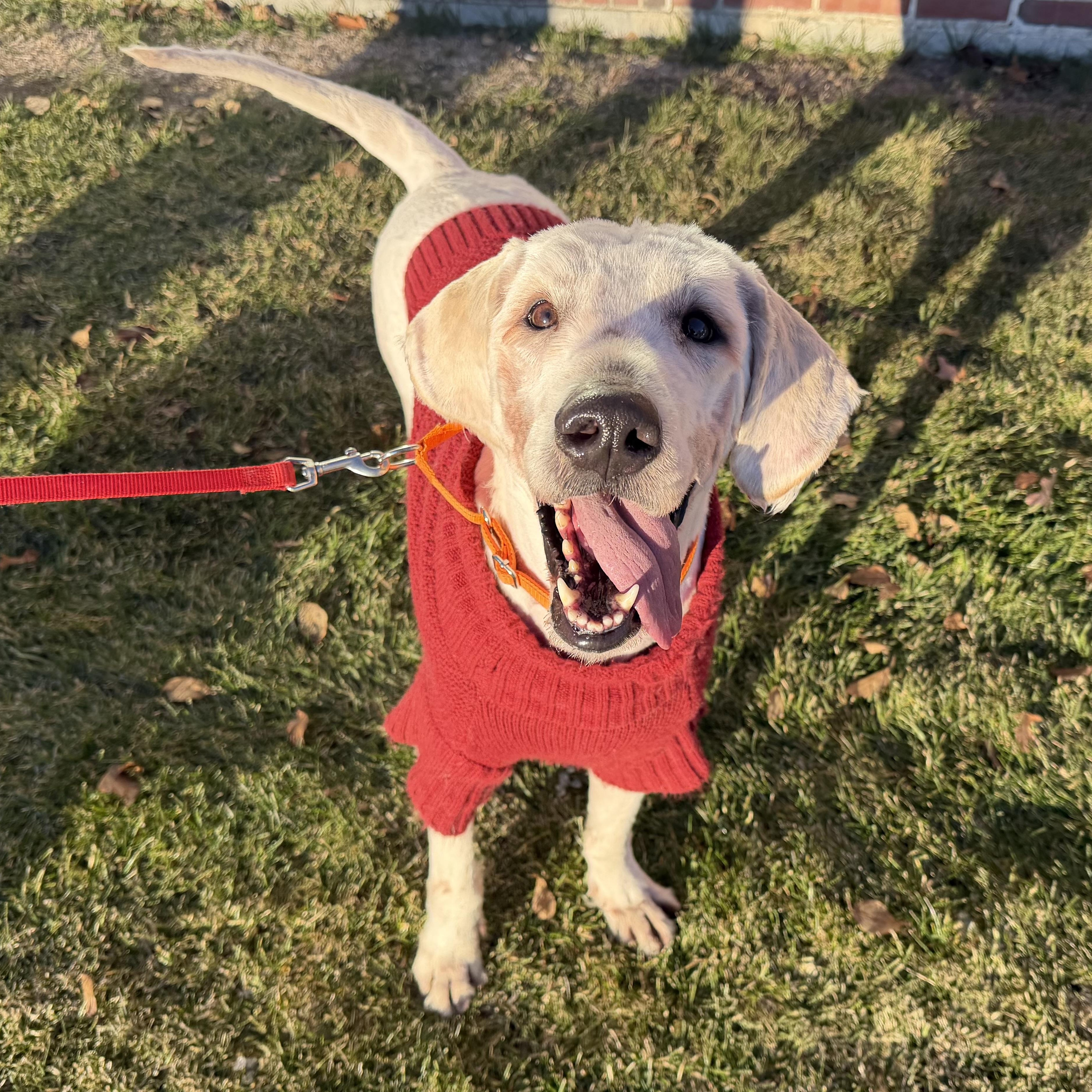 Enlarge Shaggy , a ADOPTABLE mixed breed image 6/6