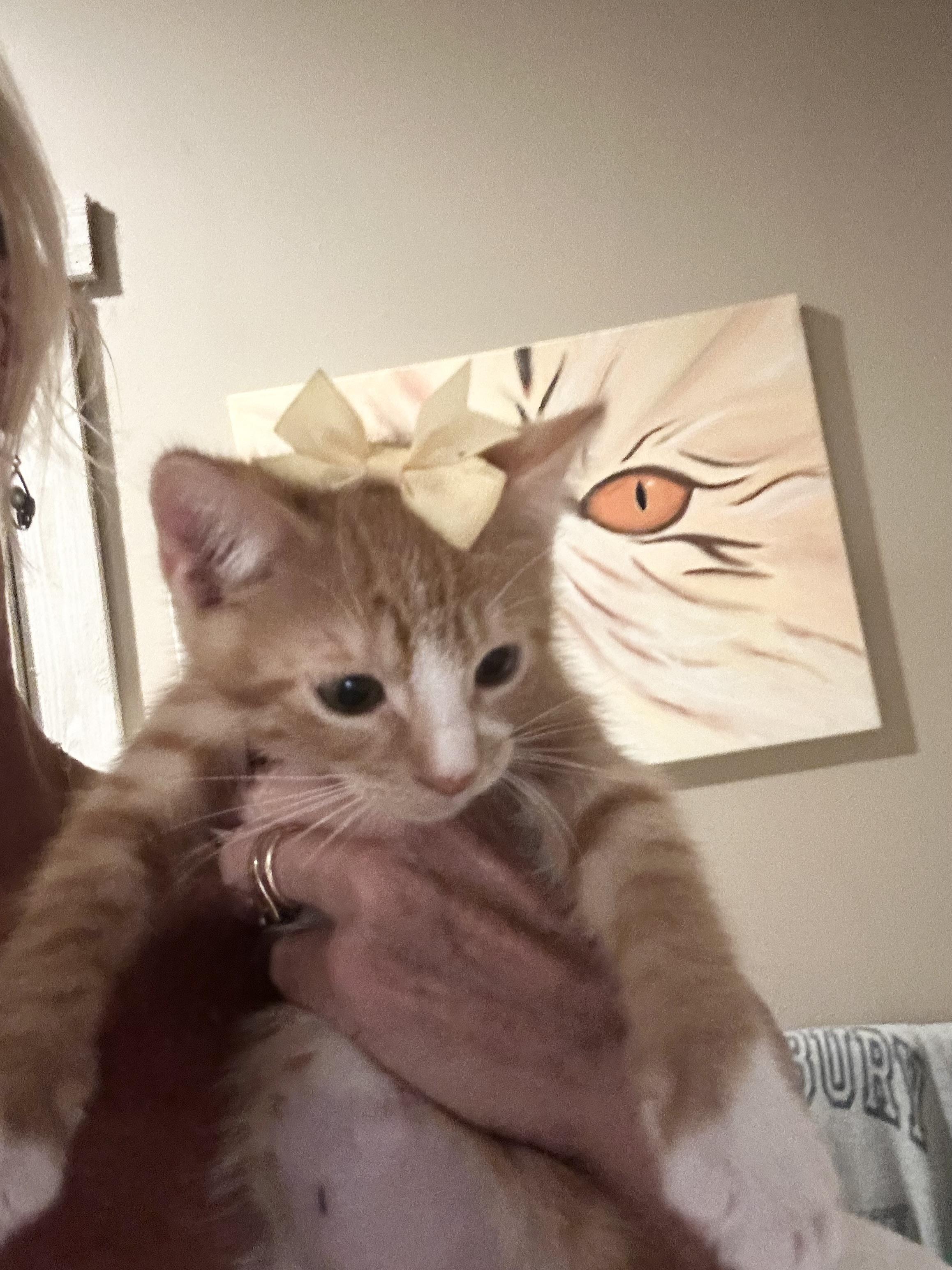 Sweet Potato, Adopted, Kitten Male Domestic Medium Hair.