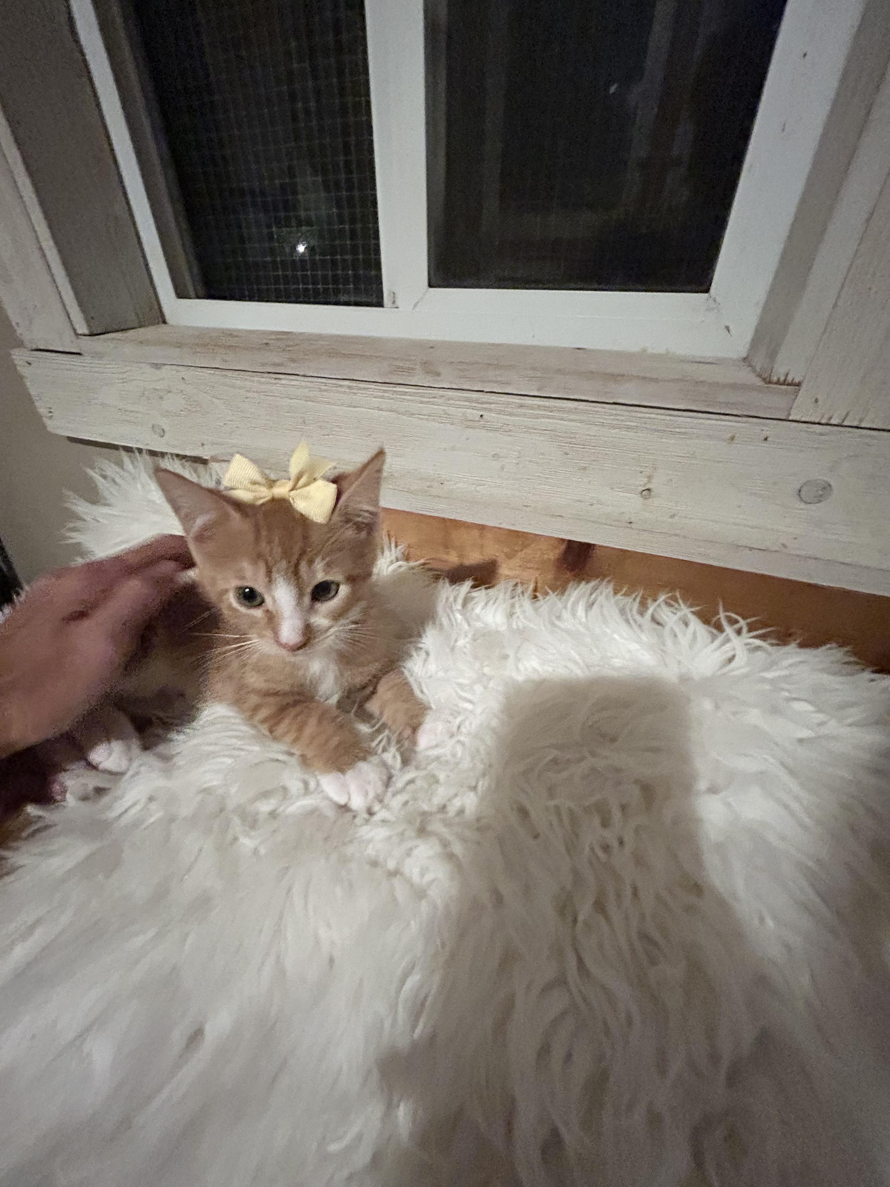 Enlarge Sweet Potato, a Adopted Domestic Medium Hair in Bradenton, FL image 2/5