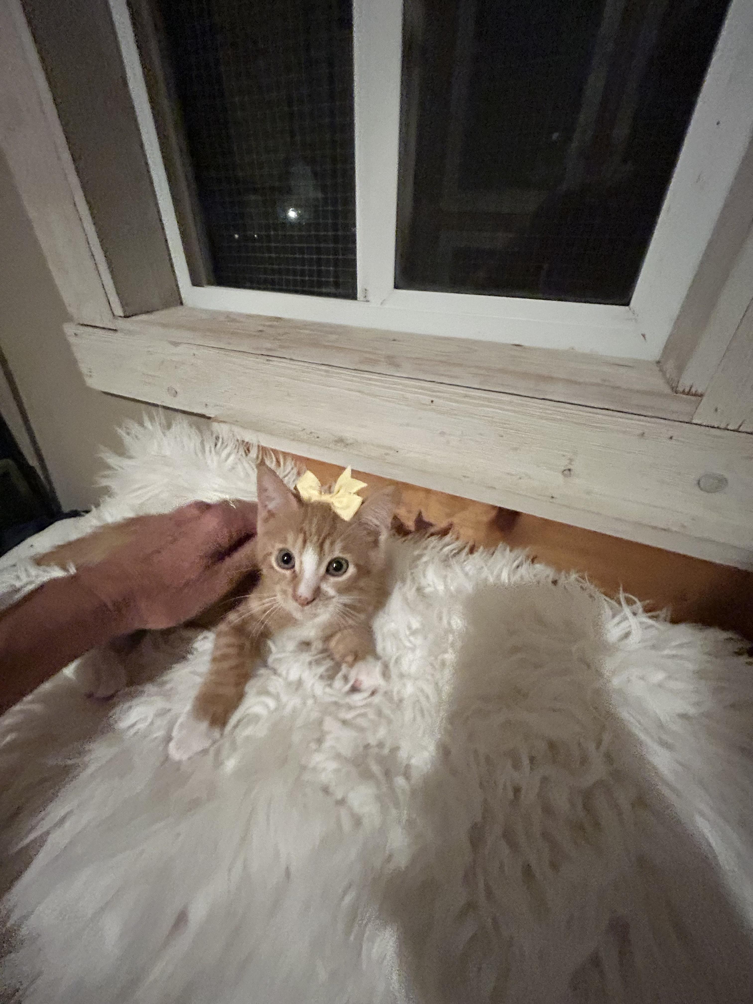 Enlarge Sweet Potato, a Adopted Domestic Medium Hair in Bradenton, FL image 3/5