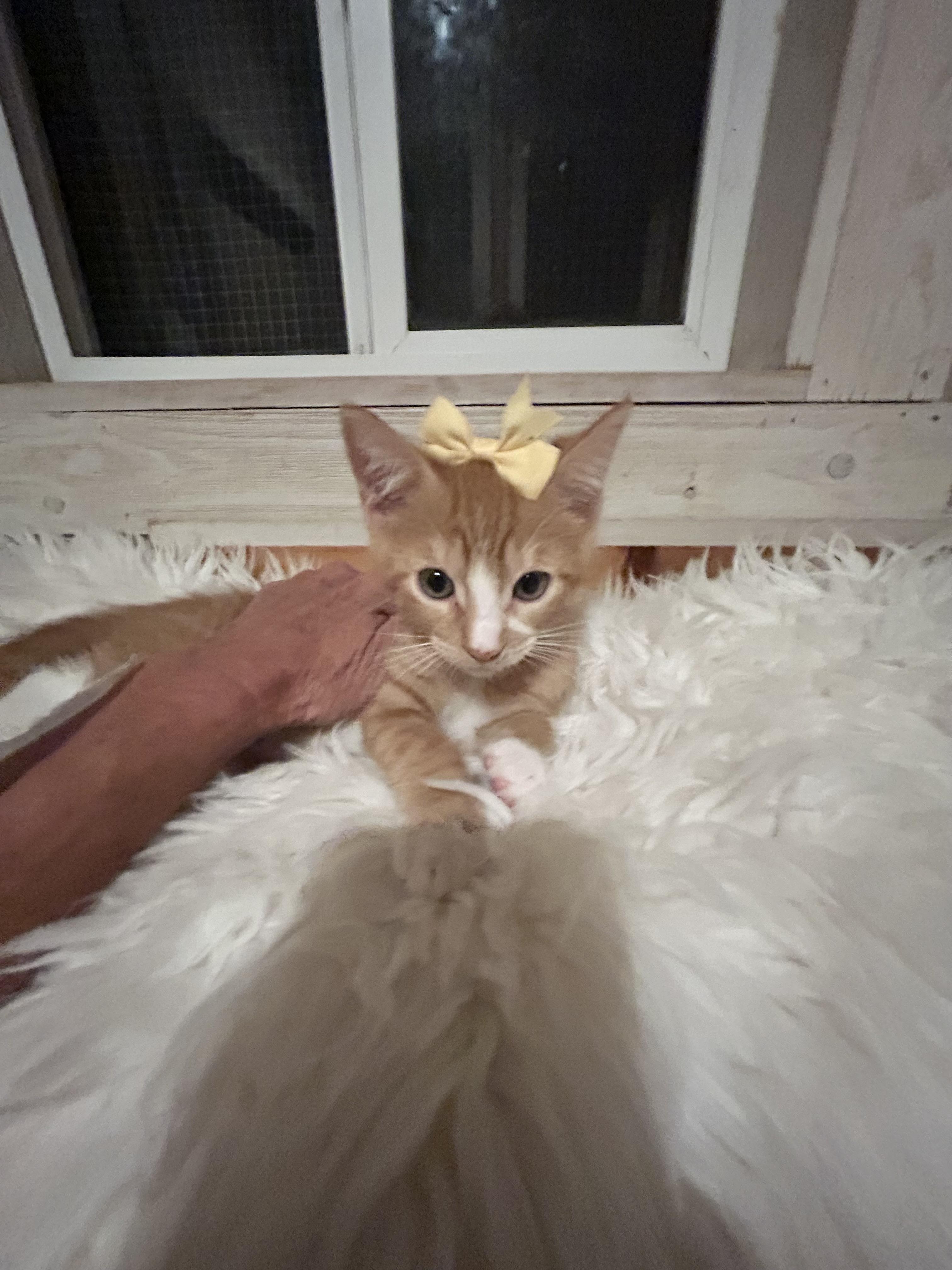 Enlarge Sweet Potato, a Adopted Domestic Medium Hair in Bradenton, FL image 4/5