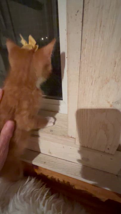 Enlarge Sweet Potato, a Adopted Domestic Medium Hair in Bradenton, FL video 5/5