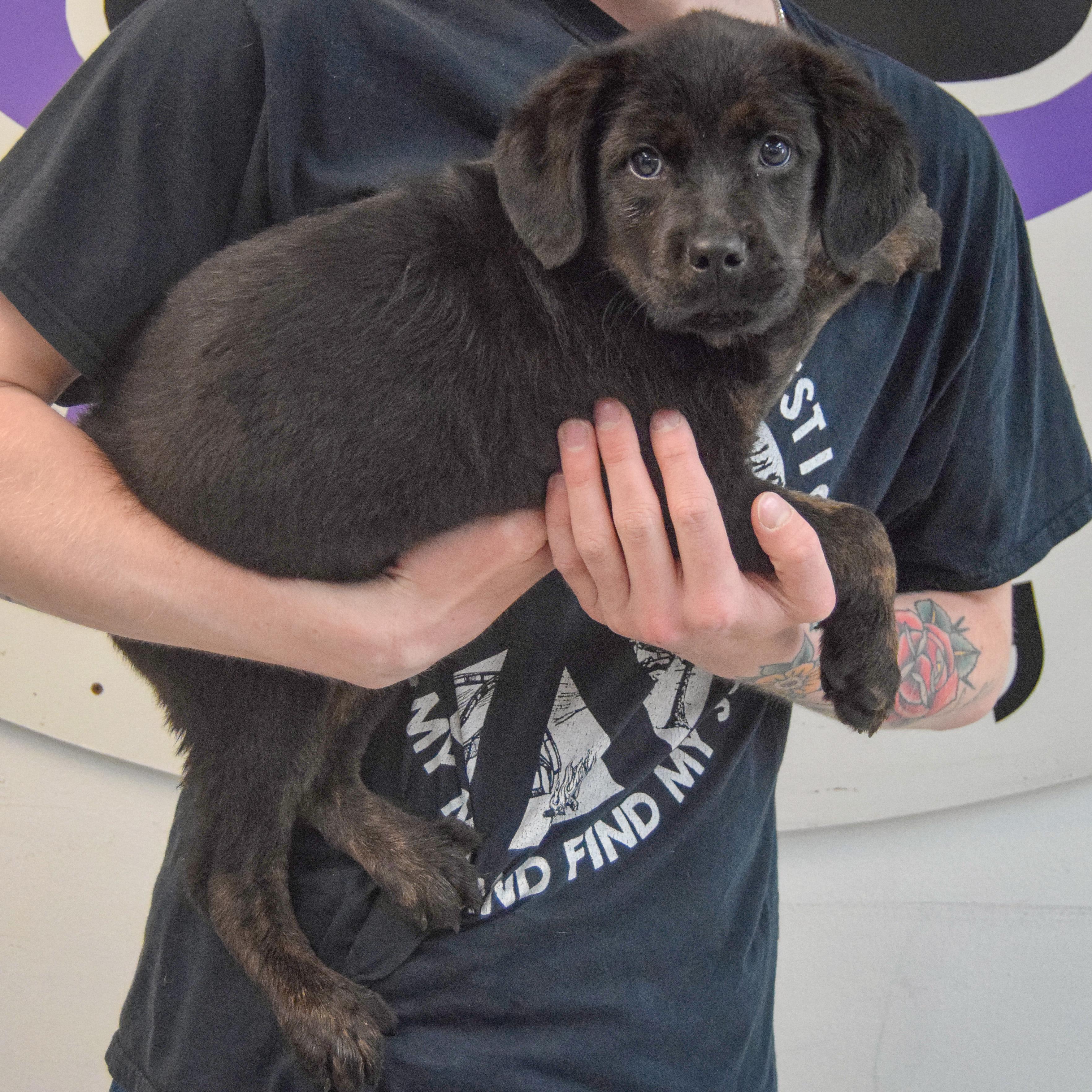 Enlarge Bernard, an adopted mixed breed in Huntley, IL image 2/5
