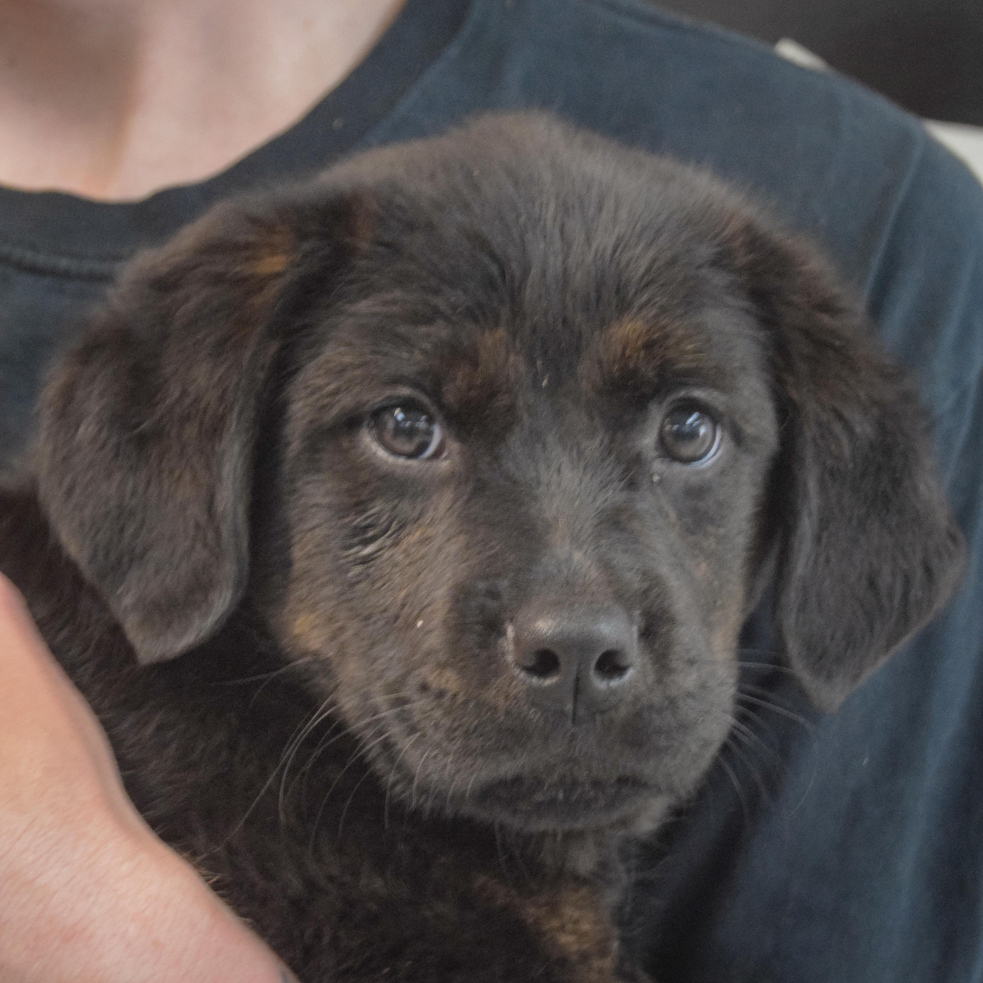 Enlarge Bernard, an adopted mixed breed in Huntley, IL image 5/5