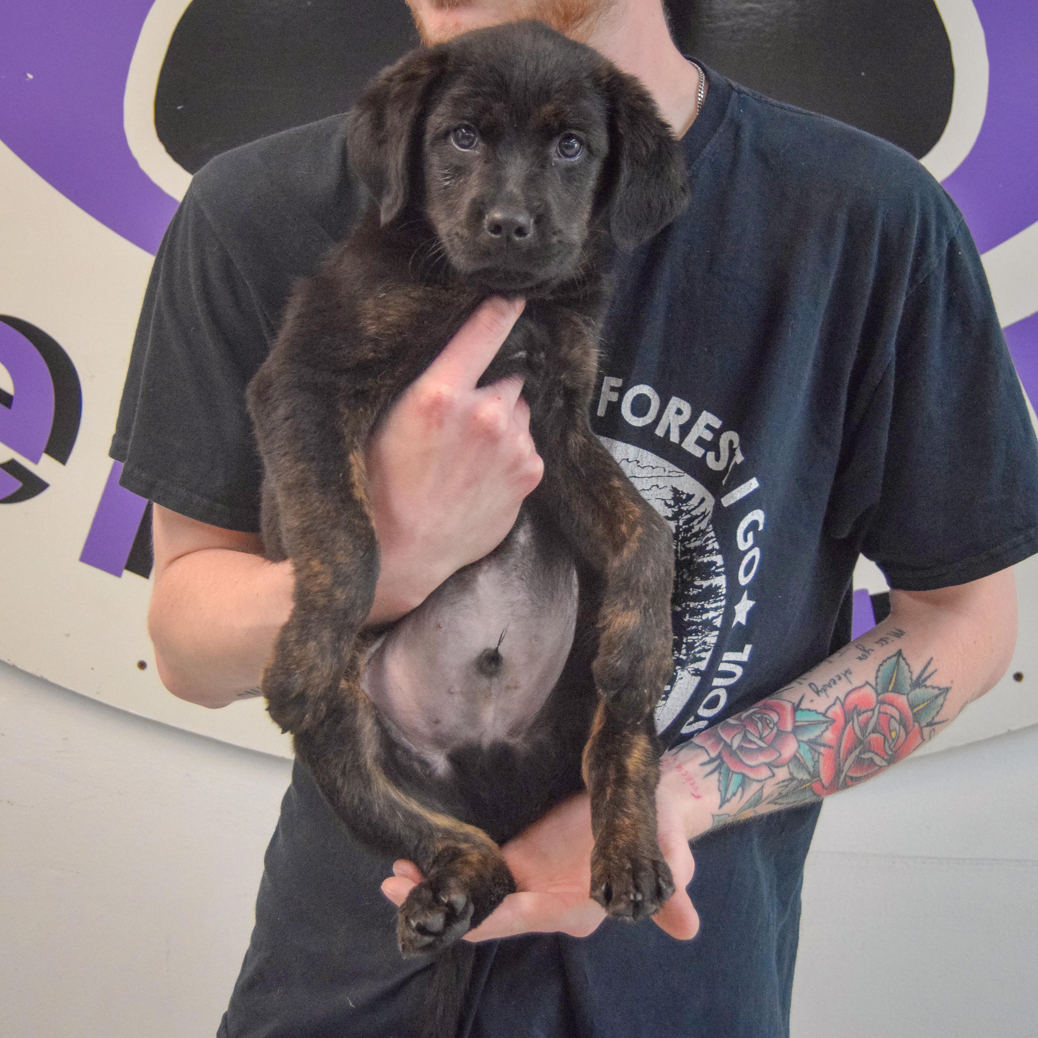Enlarge Bernard, an adopted mixed breed in Huntley, IL image 3/5
