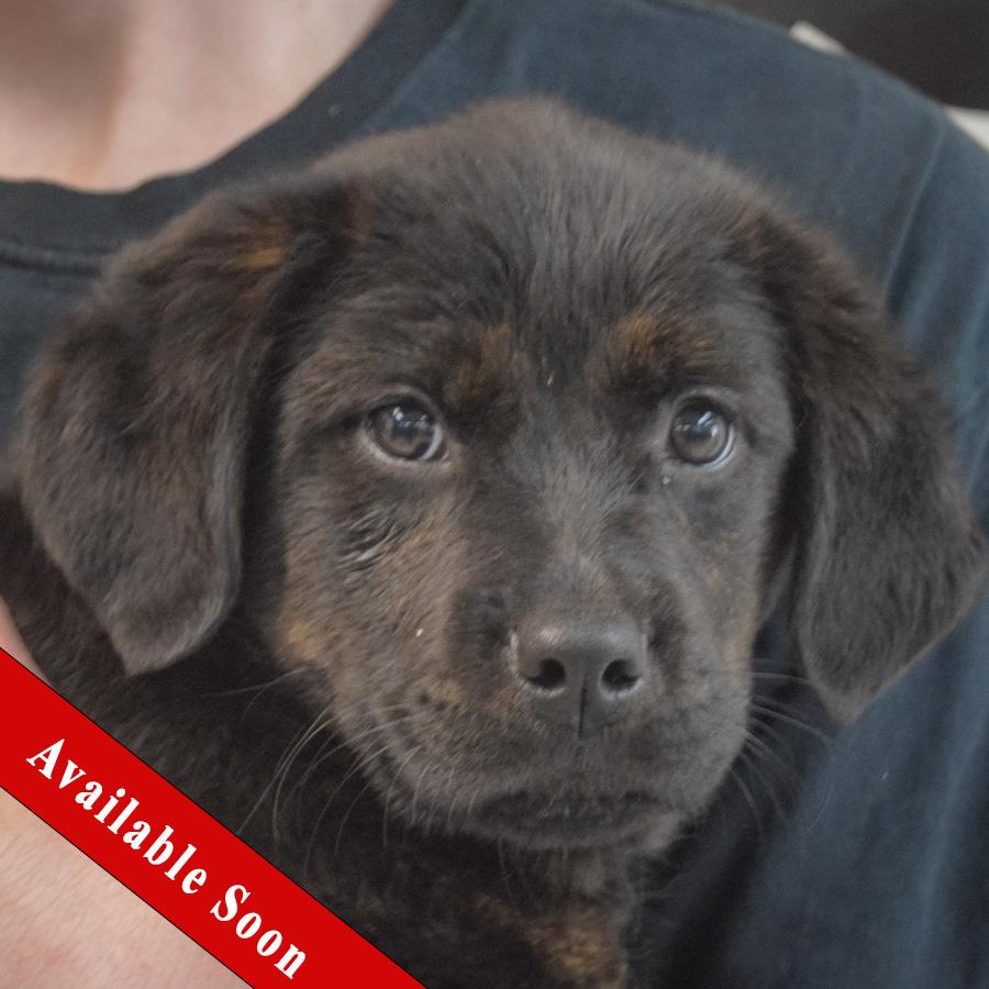 Bernard, adopted, Puppy Male Rottweiler & Black Labrador Retriever.