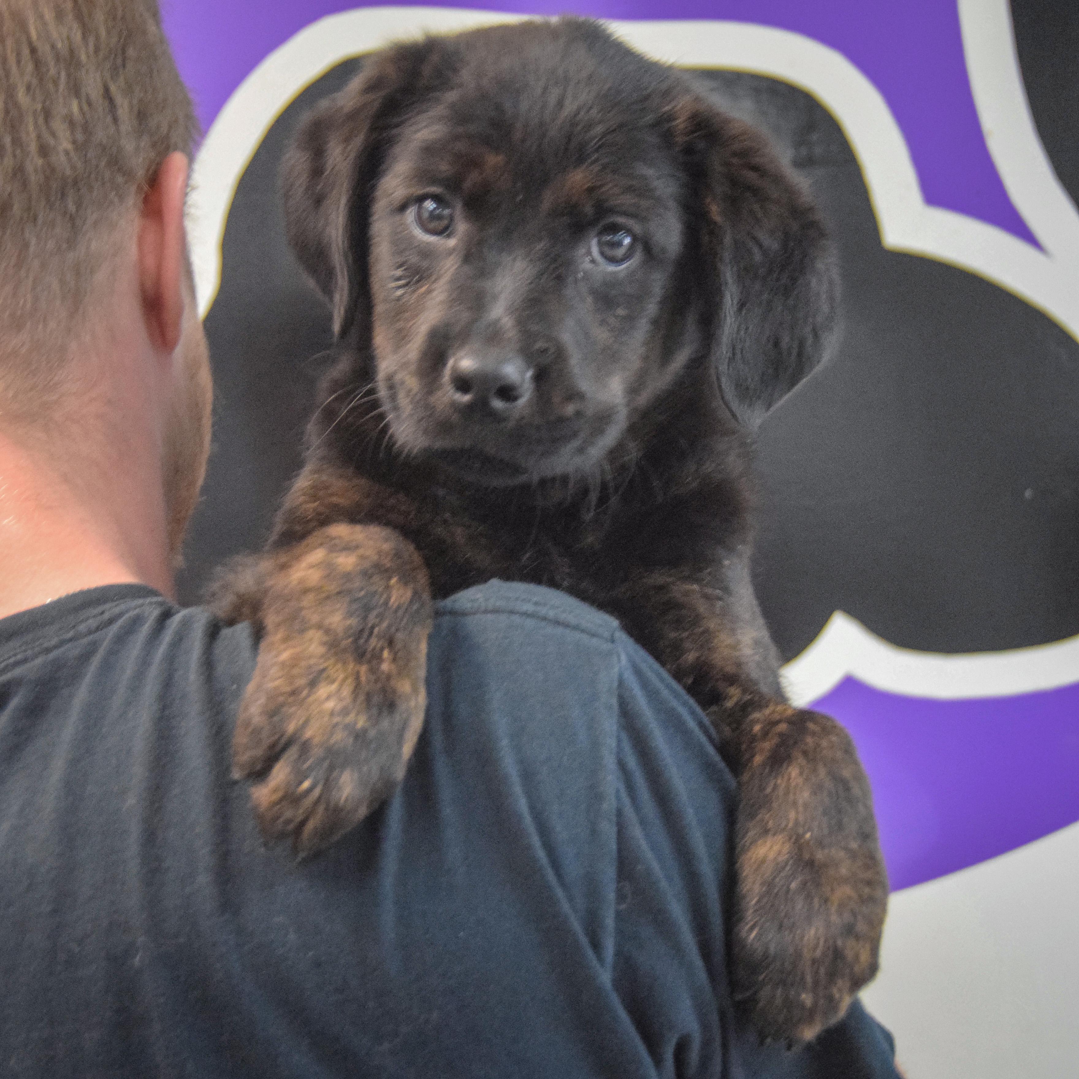 Enlarge Bernard, an adopted mixed breed in Huntley, IL image 4/5