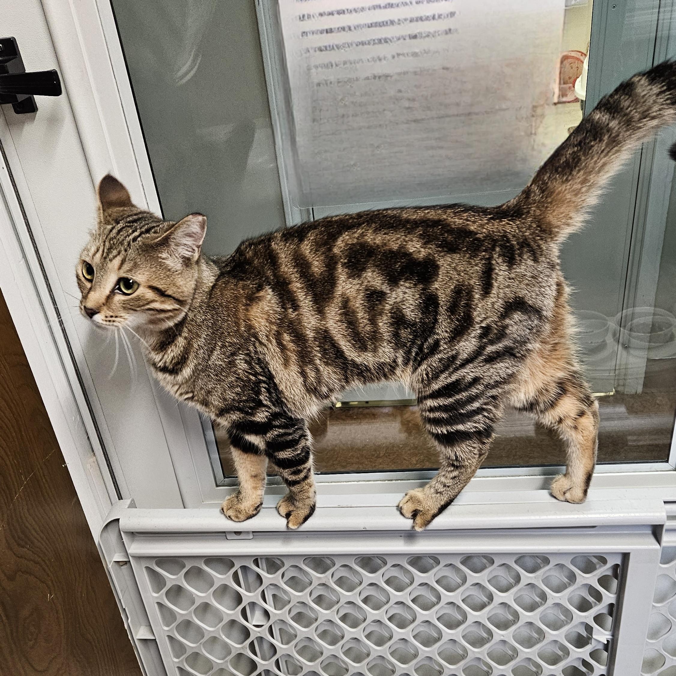 Enlarge Tori, a ADOPTABLE Domestic Short Hair in Brockport, NY image 6/6