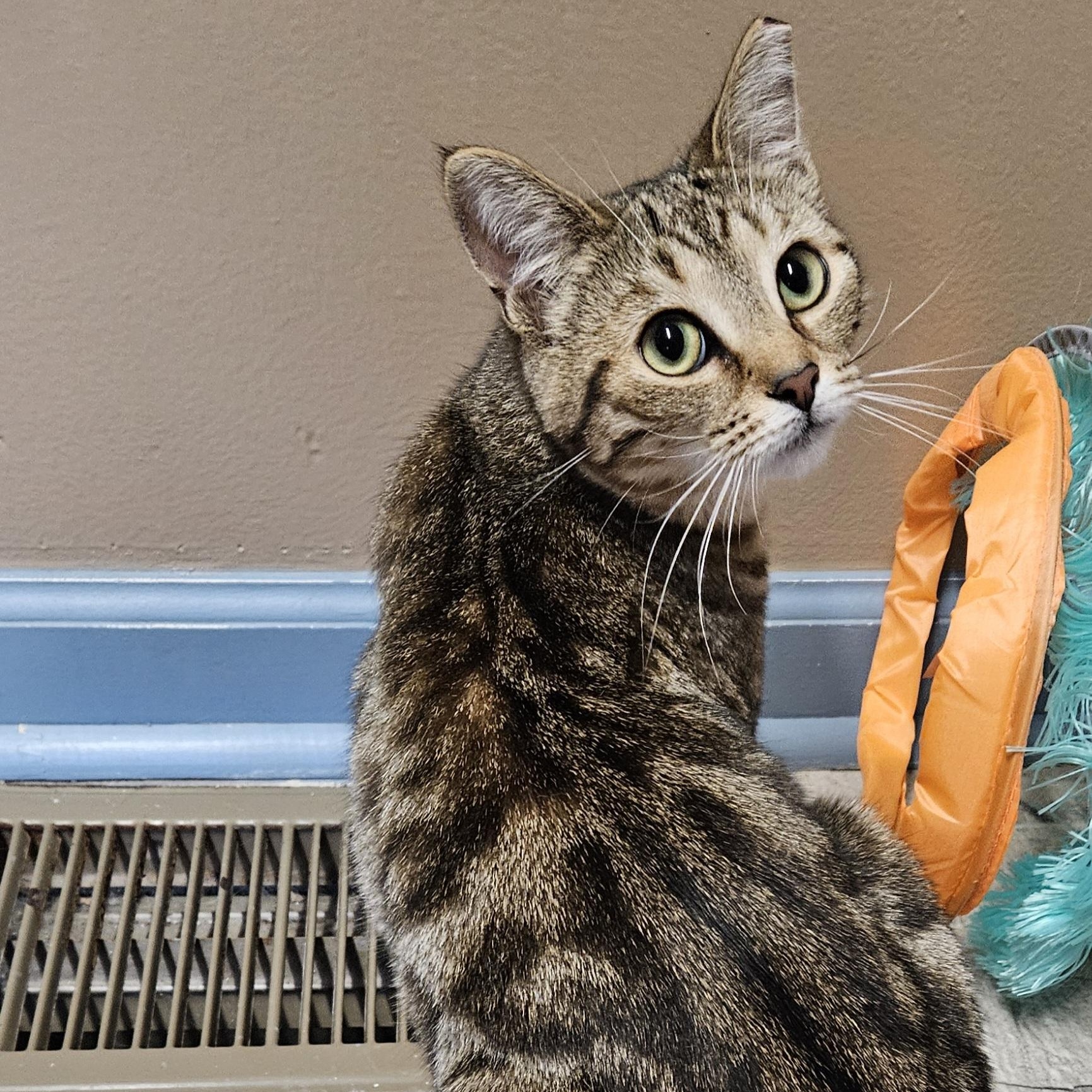 Enlarge Tori, a ADOPTABLE Domestic Short Hair in Brockport, NY image 2/6