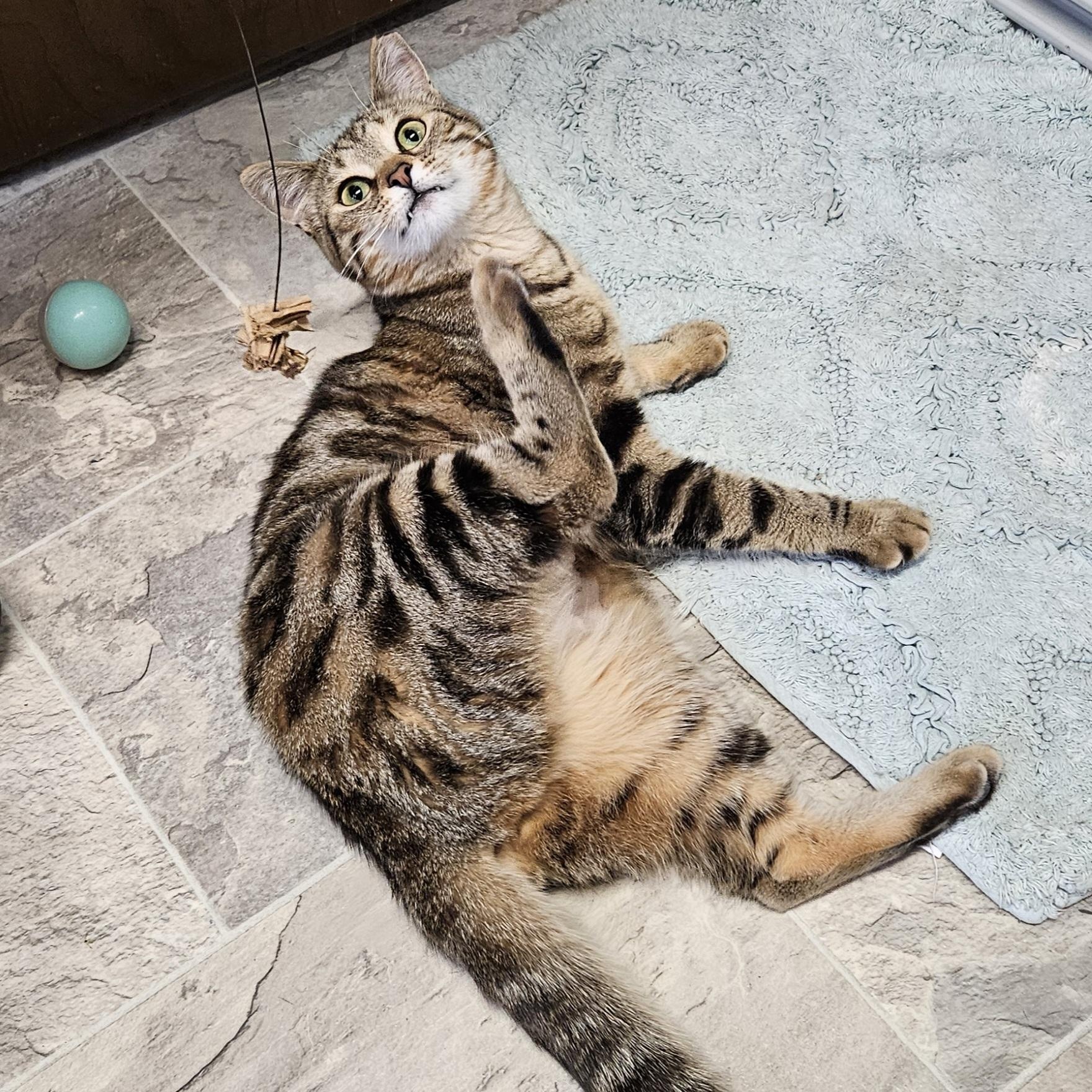 Enlarge Tori, a ADOPTABLE Domestic Short Hair in Brockport, NY image 4/6