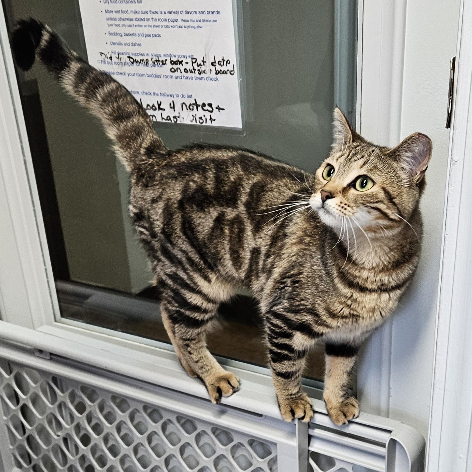 Enlarge Tori, a ADOPTABLE Domestic Short Hair in Brockport, NY image 3/6