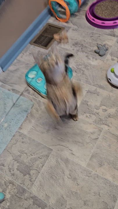 Enlarge Tori, a ADOPTABLE Domestic Short Hair in Brockport, NY video 5/6