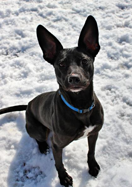 Scottie — thumbnail 2