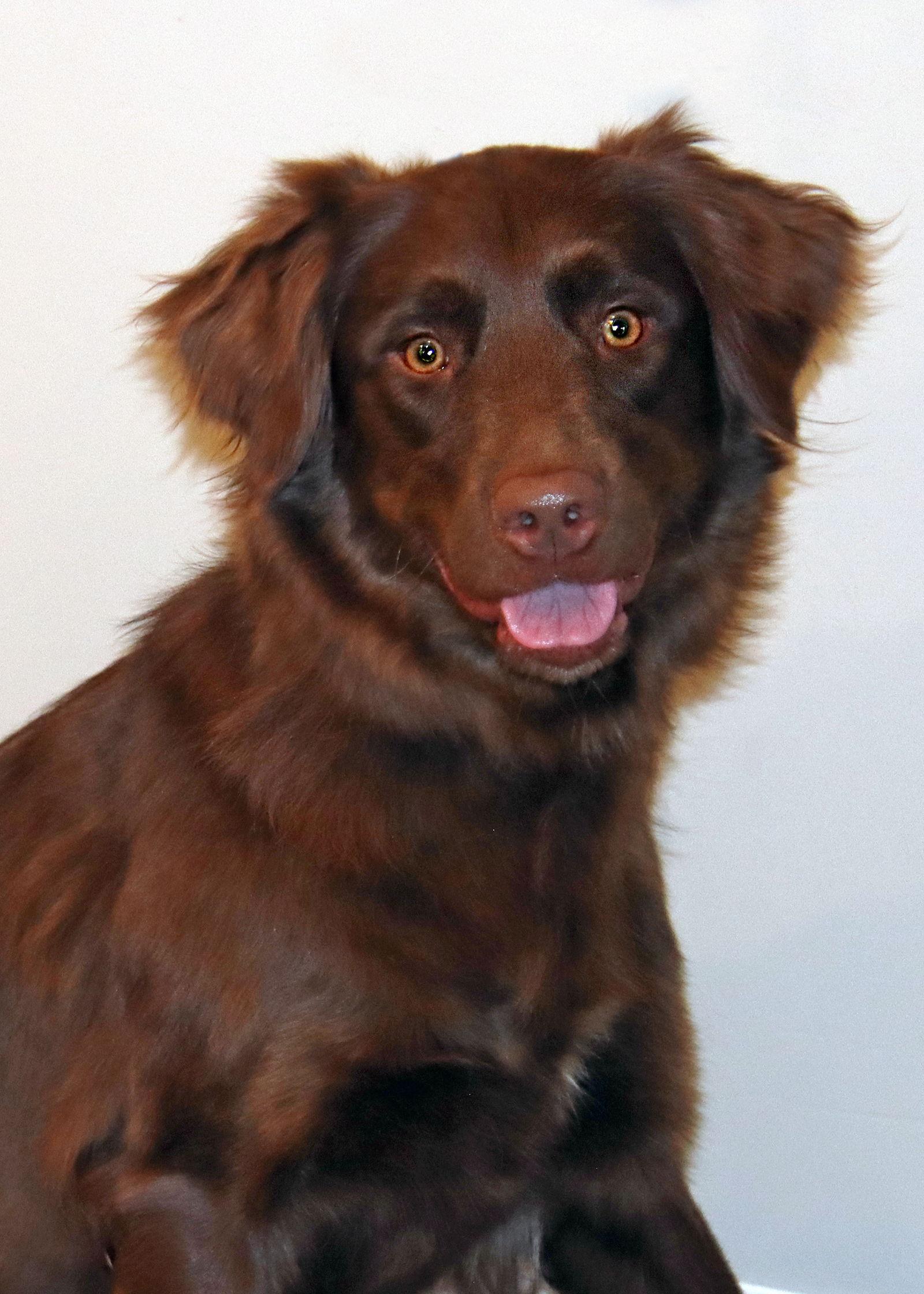 Serabi/Zoey, Adopted, Young Female Golden Retriever & Labrador Retriever.