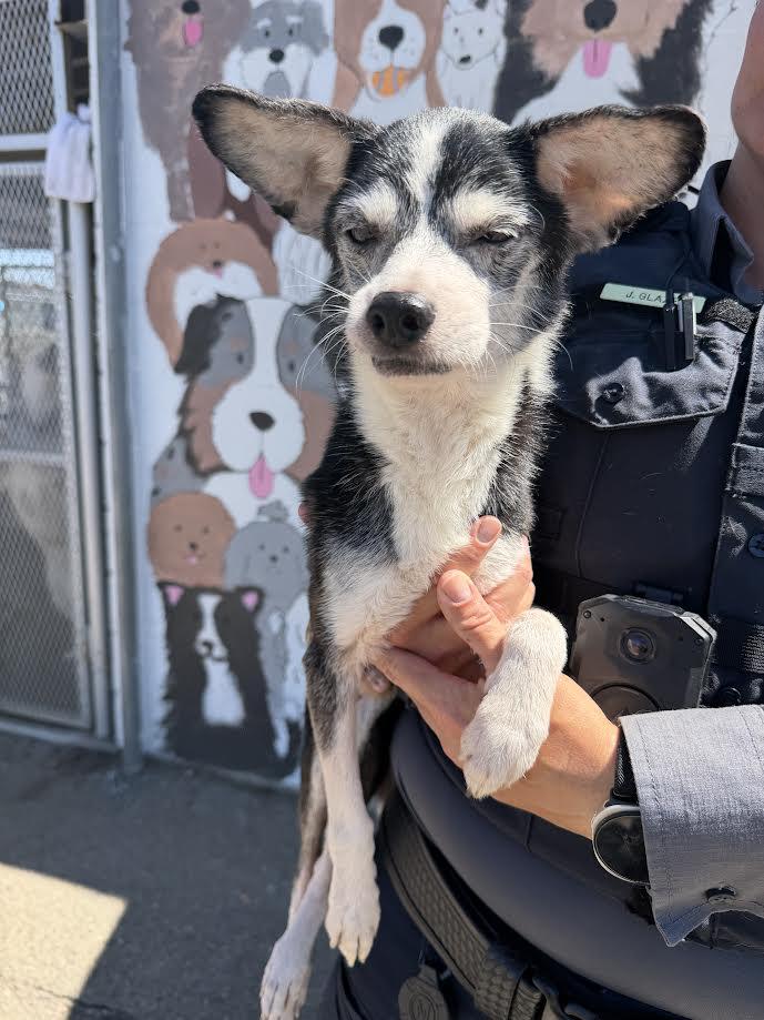 Sailor, adopted, Senior Male Chihuahua.