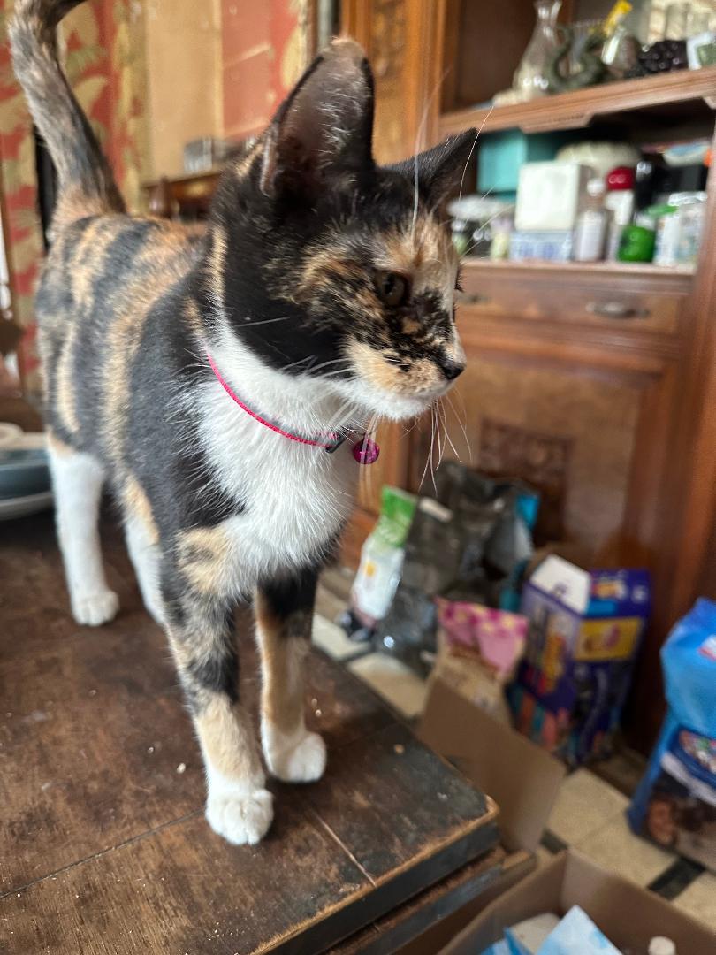 Athena, Adoptable, Young Female Calico.