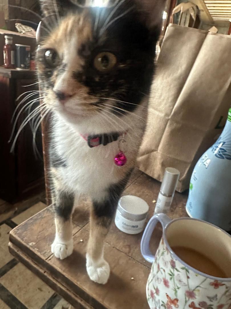 Enlarge Athena, a Adoptable Calico in BEVERLY HILLS, CA image 2/2