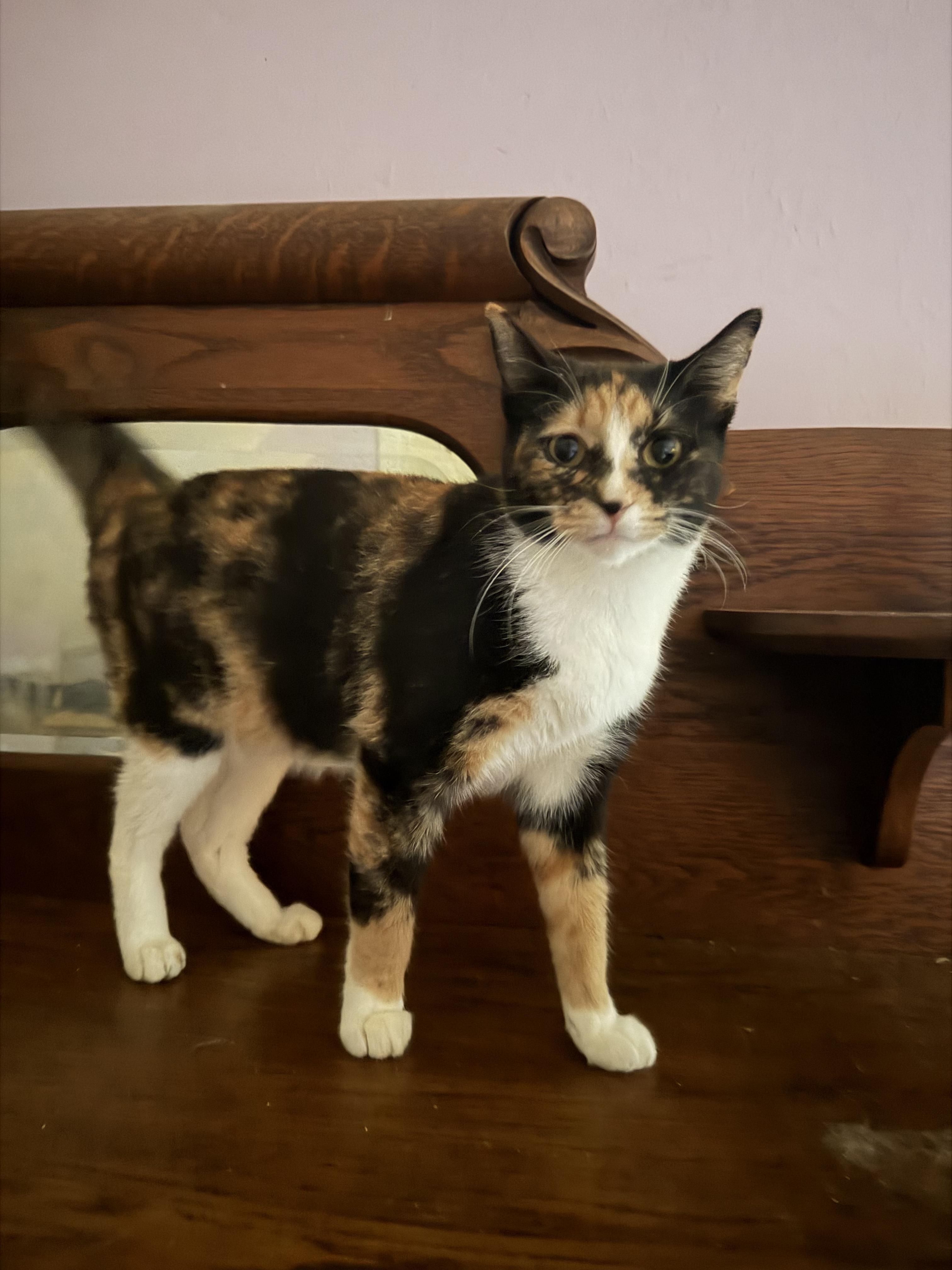 Athena, Adoptable, Young Female Calico.