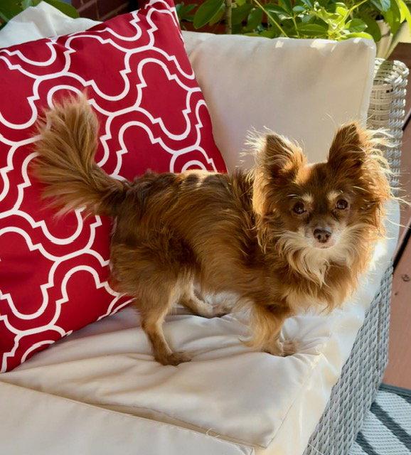 Enlarge Ginger Bella, a Adopted Chihuahua in Alpharetta, GA image 1/3