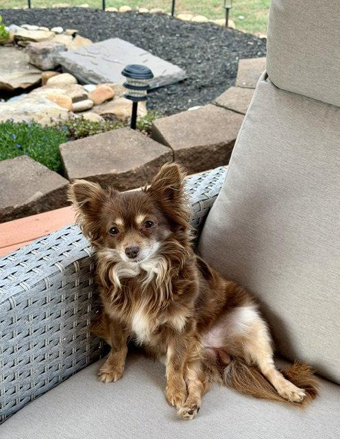 Enlarge Ginger Bella, a Adopted Chihuahua in Alpharetta, GA image 3/3