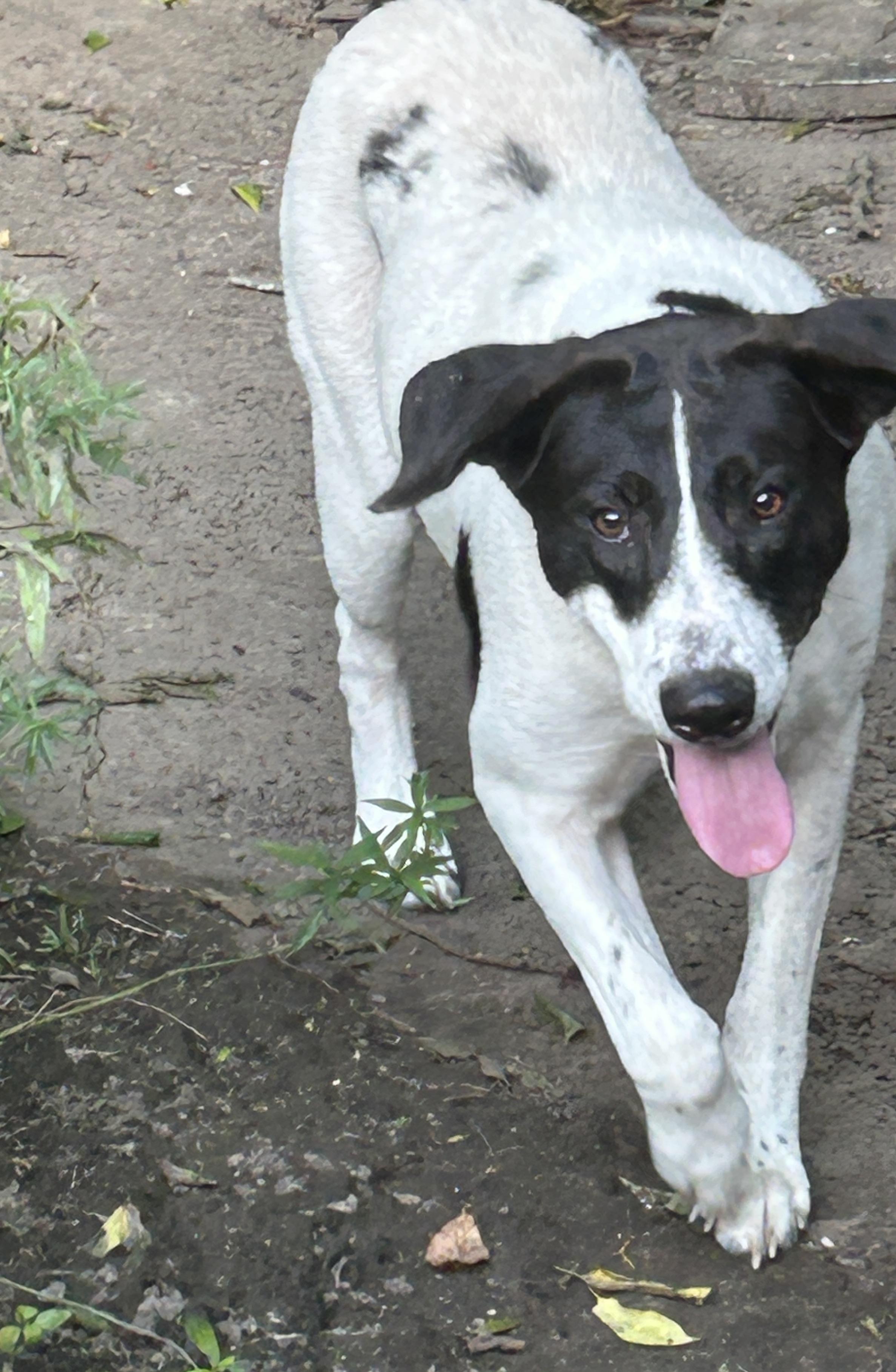Pepper, Adoptable, Adult Female Pointer.