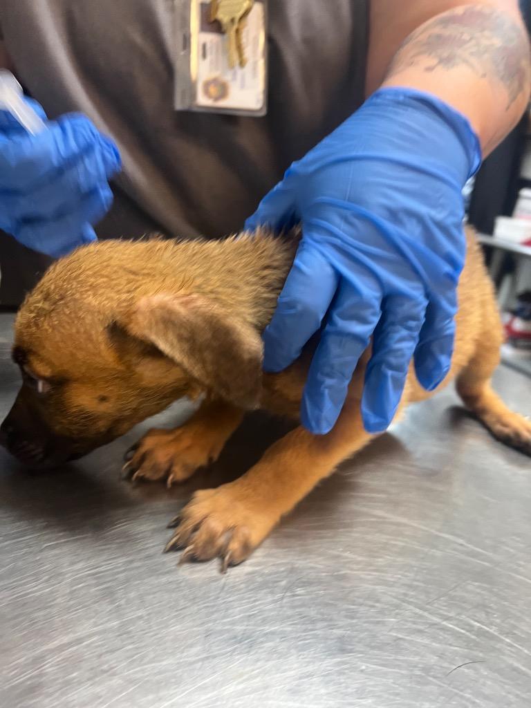 Enlarge ELAINE, a Adoptable mixed breed in Rome, GA image 1/1