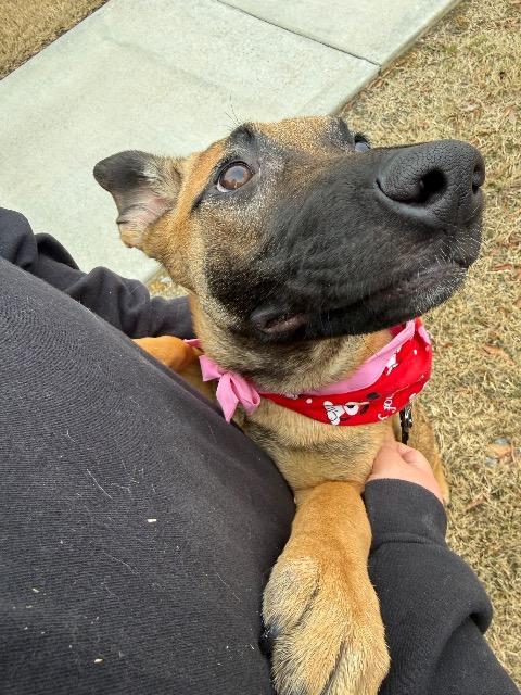 Enlarge ELAINE, a Adoptable mixed breed in Rome, GA image 1/4