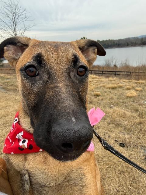 Enlarge ELAINE, a Adoptable mixed breed in Rome, GA image 4/4