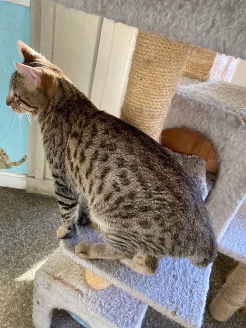 Mr. Meow (aka Joe Exotic), an adopted Tabby in Memphis, TN image 2/3