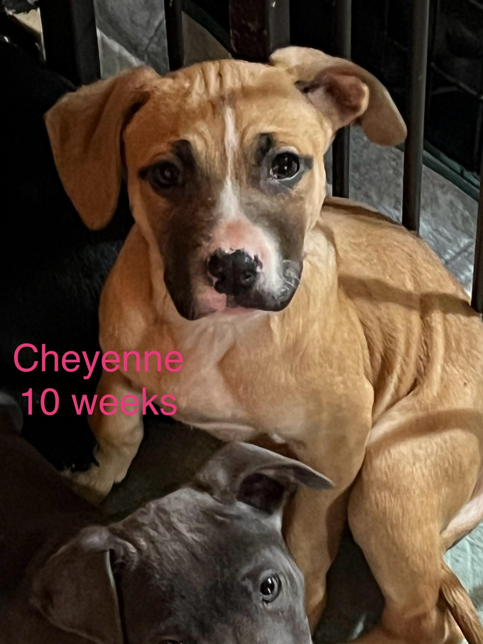 Cheyenne , ADOPTABLE, Puppy Female American Staffordshire Terrier.