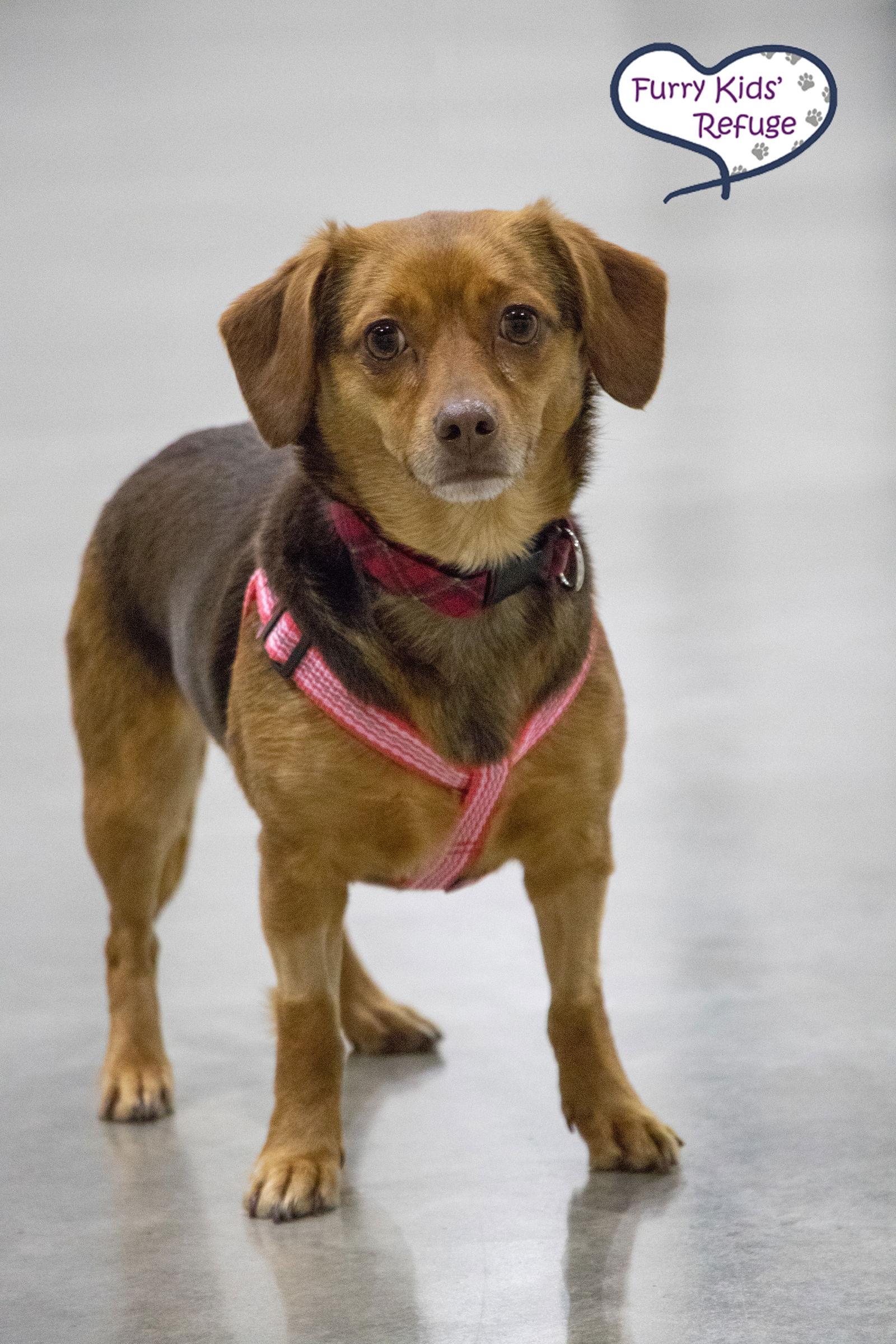 Enlarge Casee Jo, a Adopted mixed breed in Lee's Summit, MO image 1/3
