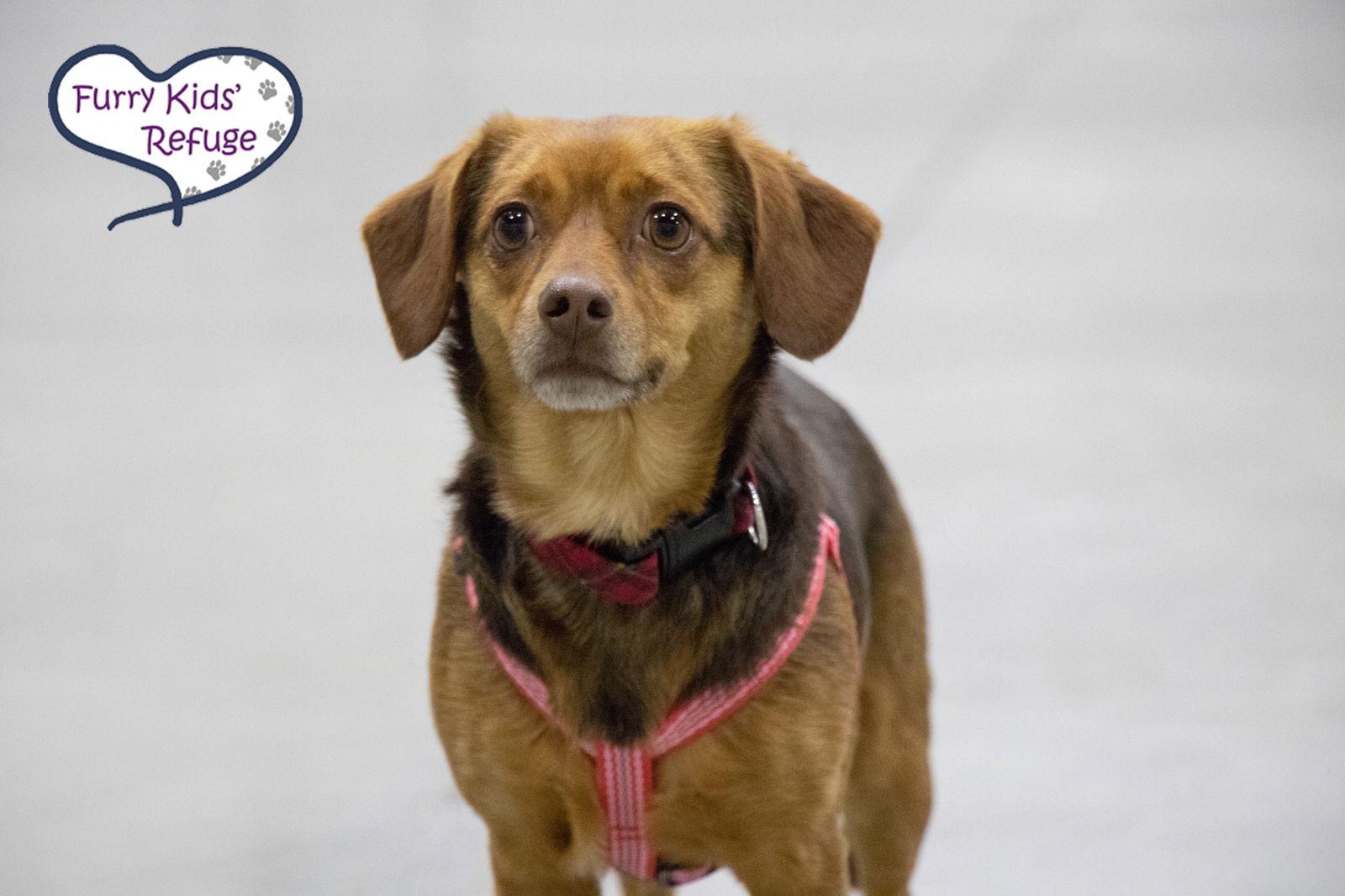 Enlarge Casee Jo, a Adopted mixed breed in Lee's Summit, MO image 2/3