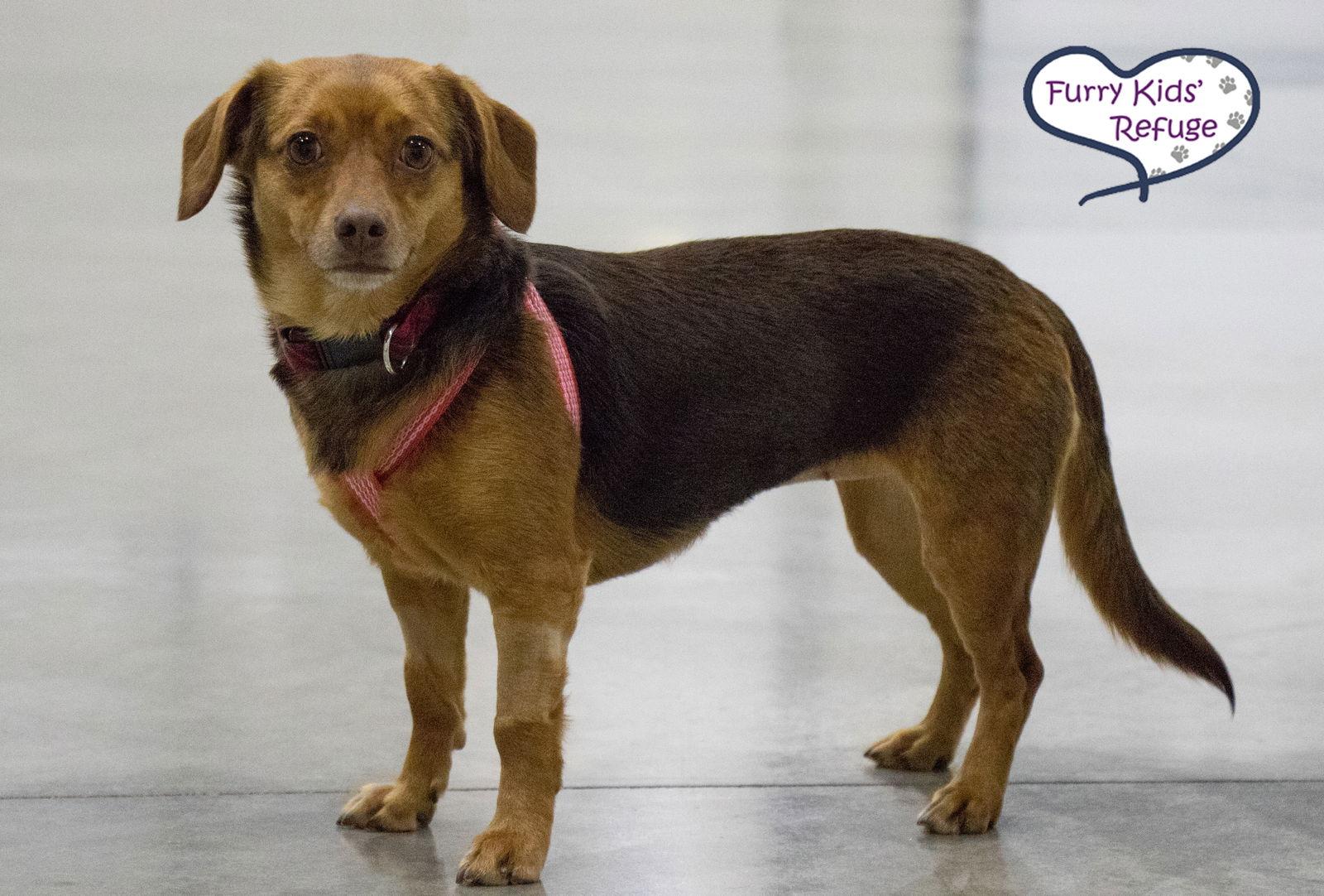 Enlarge Casee Jo, a Adopted mixed breed in Lee's Summit, MO image 3/3