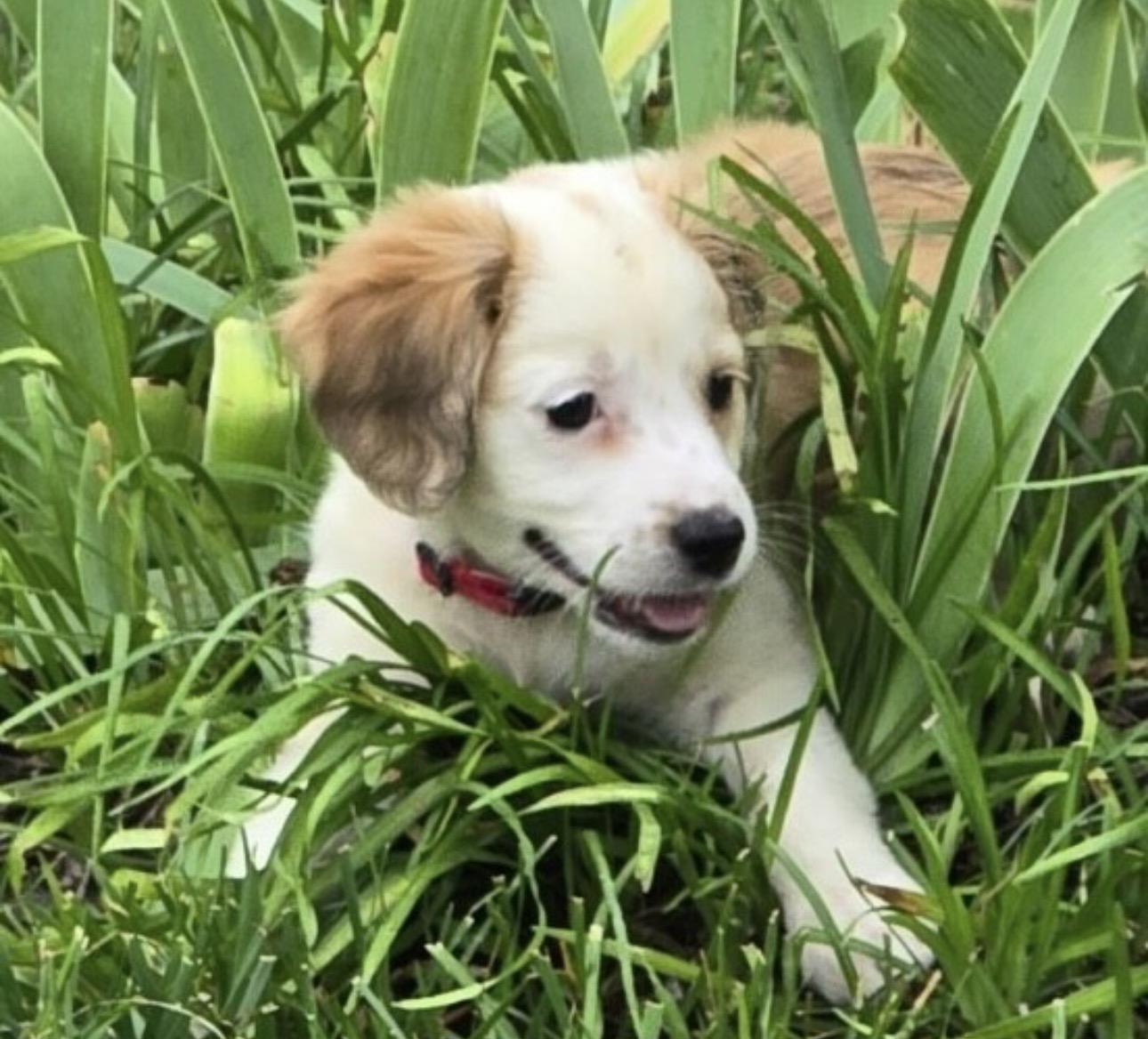 Blanche, ADOPTABLE, Puppy Female Spaniel.