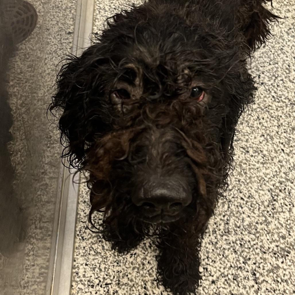 Piper, Adoptable, Adult Female Golden Retriever & Standard Poodle.