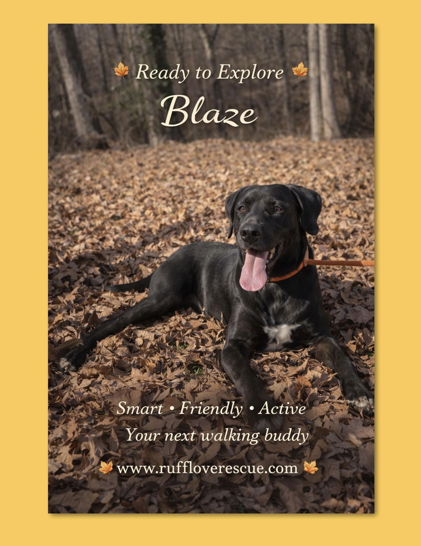Enlarge Blaze, a Adoptable mixed breed in Thomasville, NC image 2/3